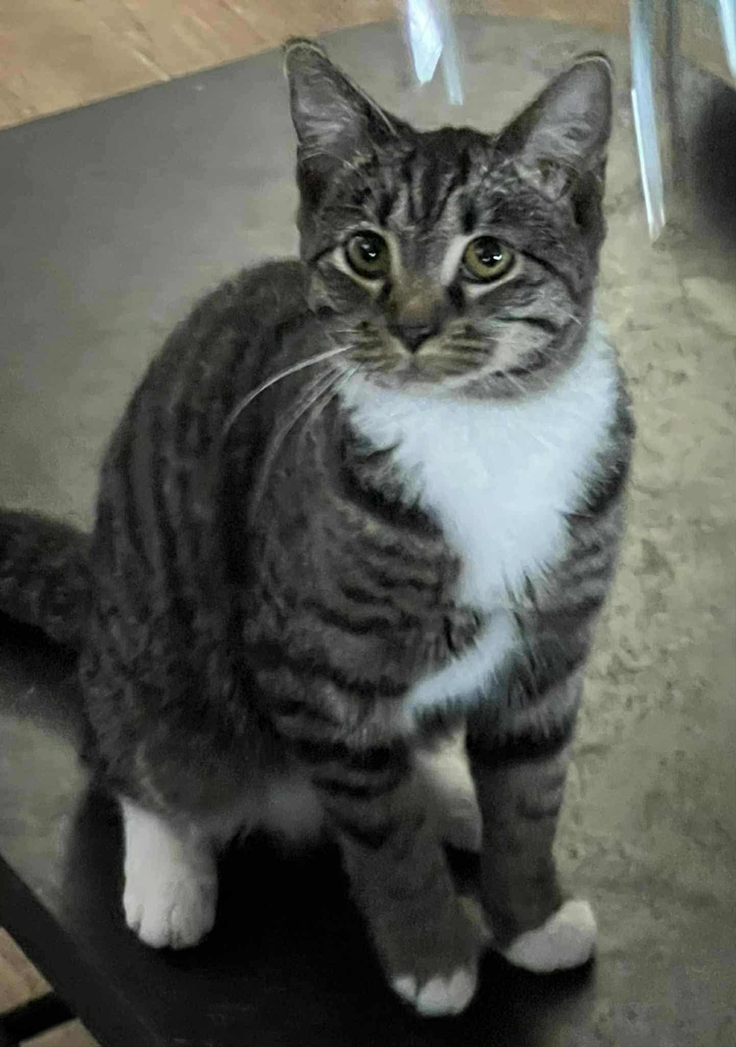 Ryoka (BSM-Fostered in TN)