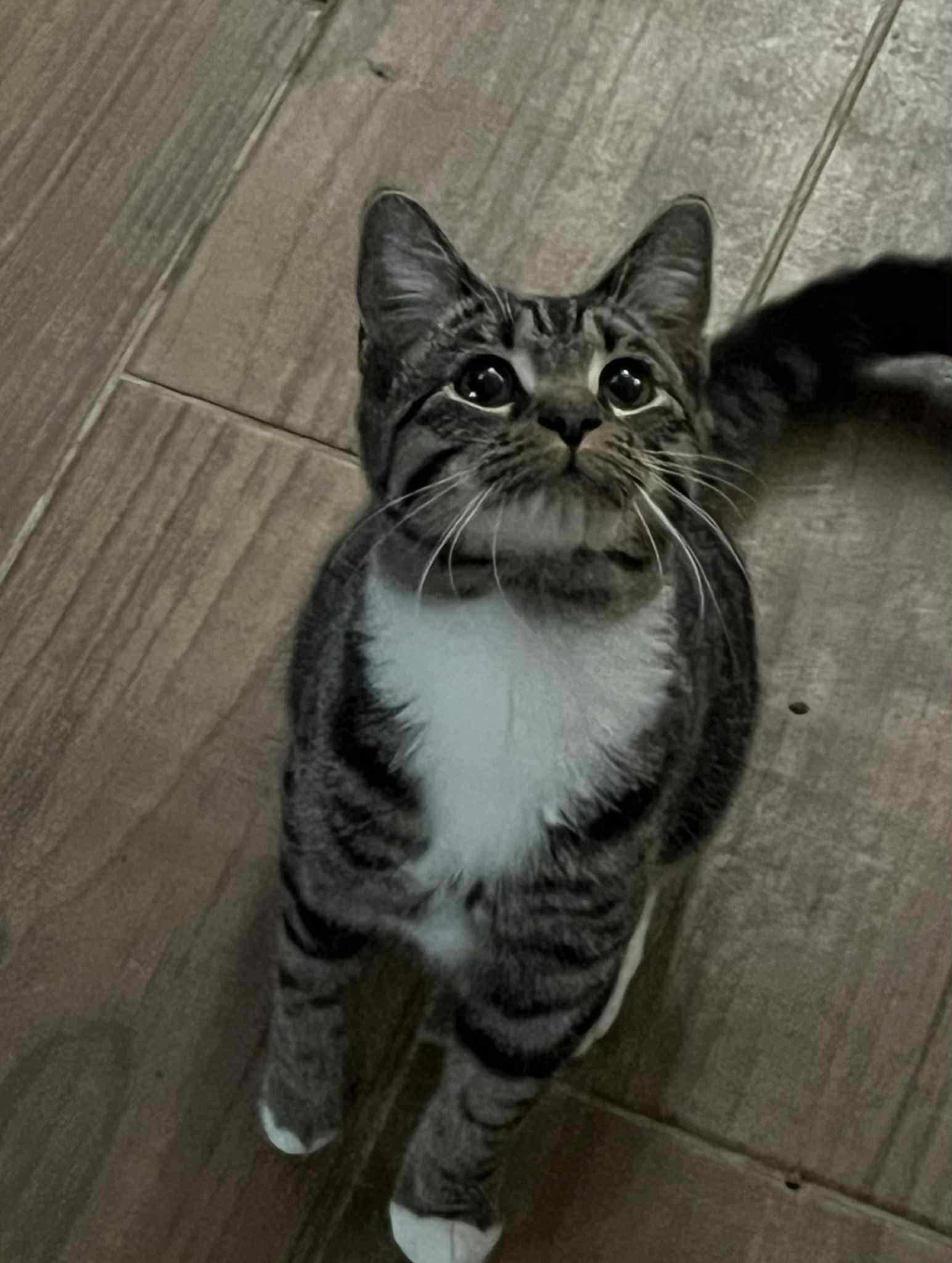 Ryoka (BSM-Fostered in TN)