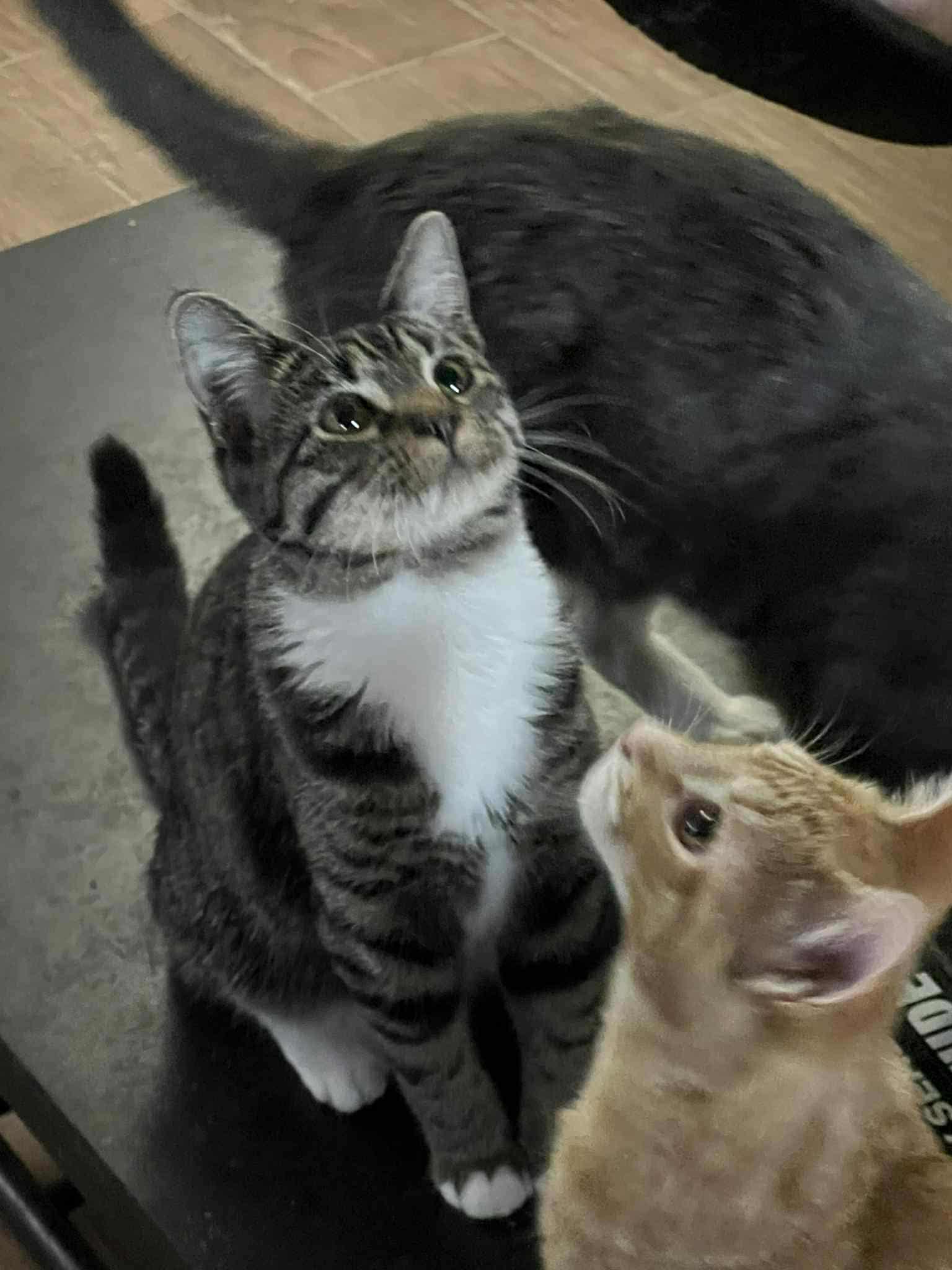 Ryoka (BSM-Fostered in TN)