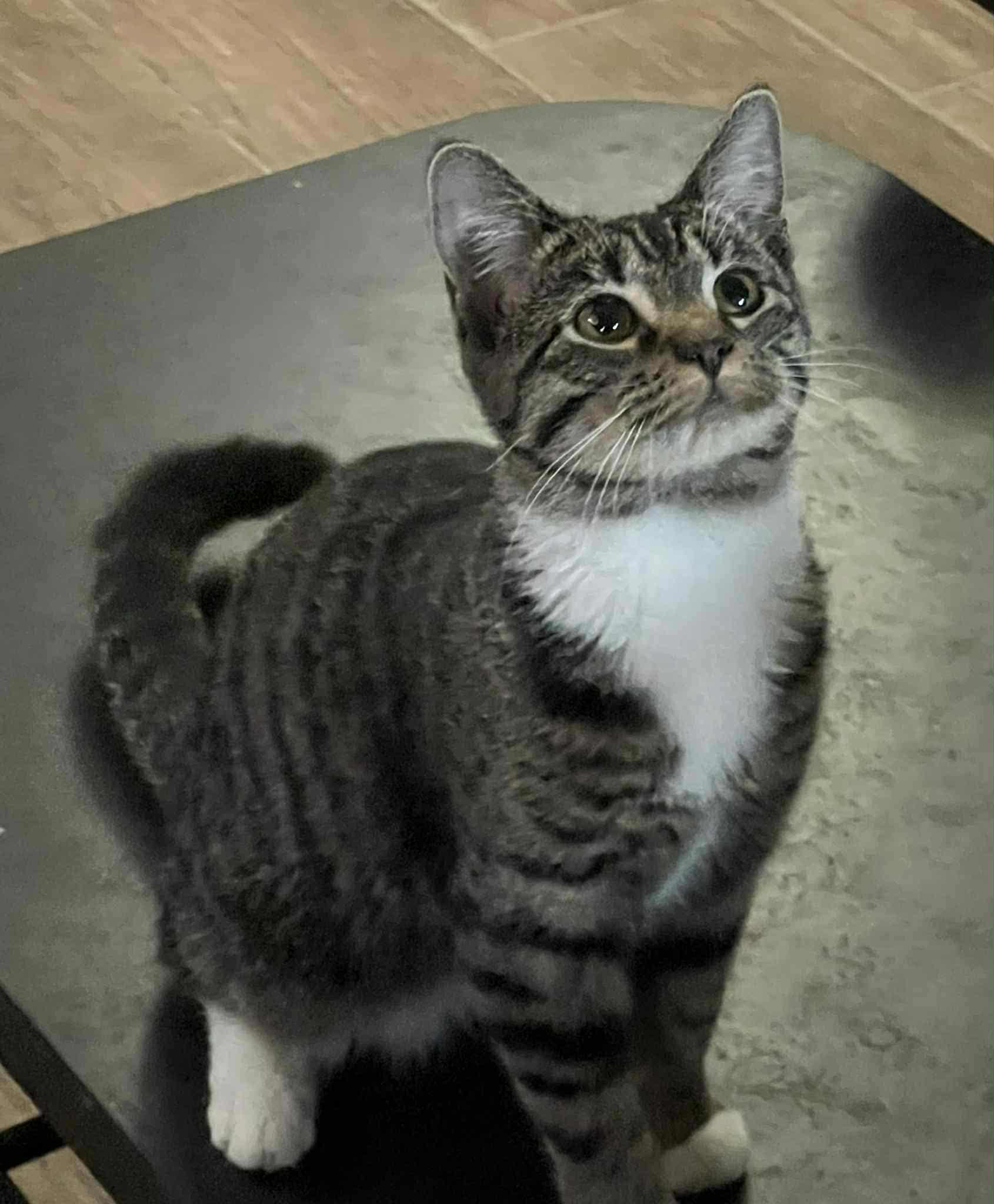 Ryoka (BSM-Fostered in TN)