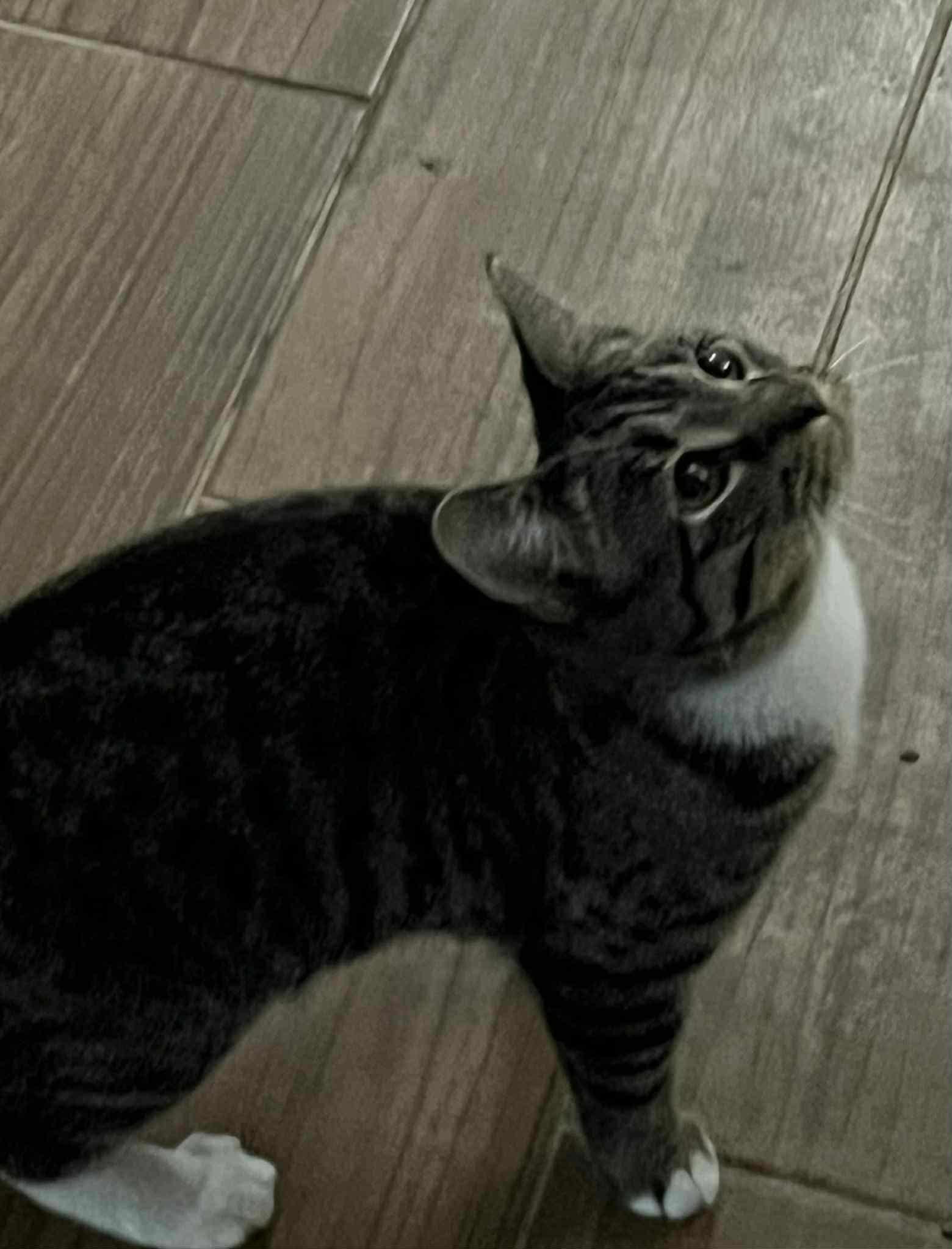 Ryoka (BSM-Fostered in TN)