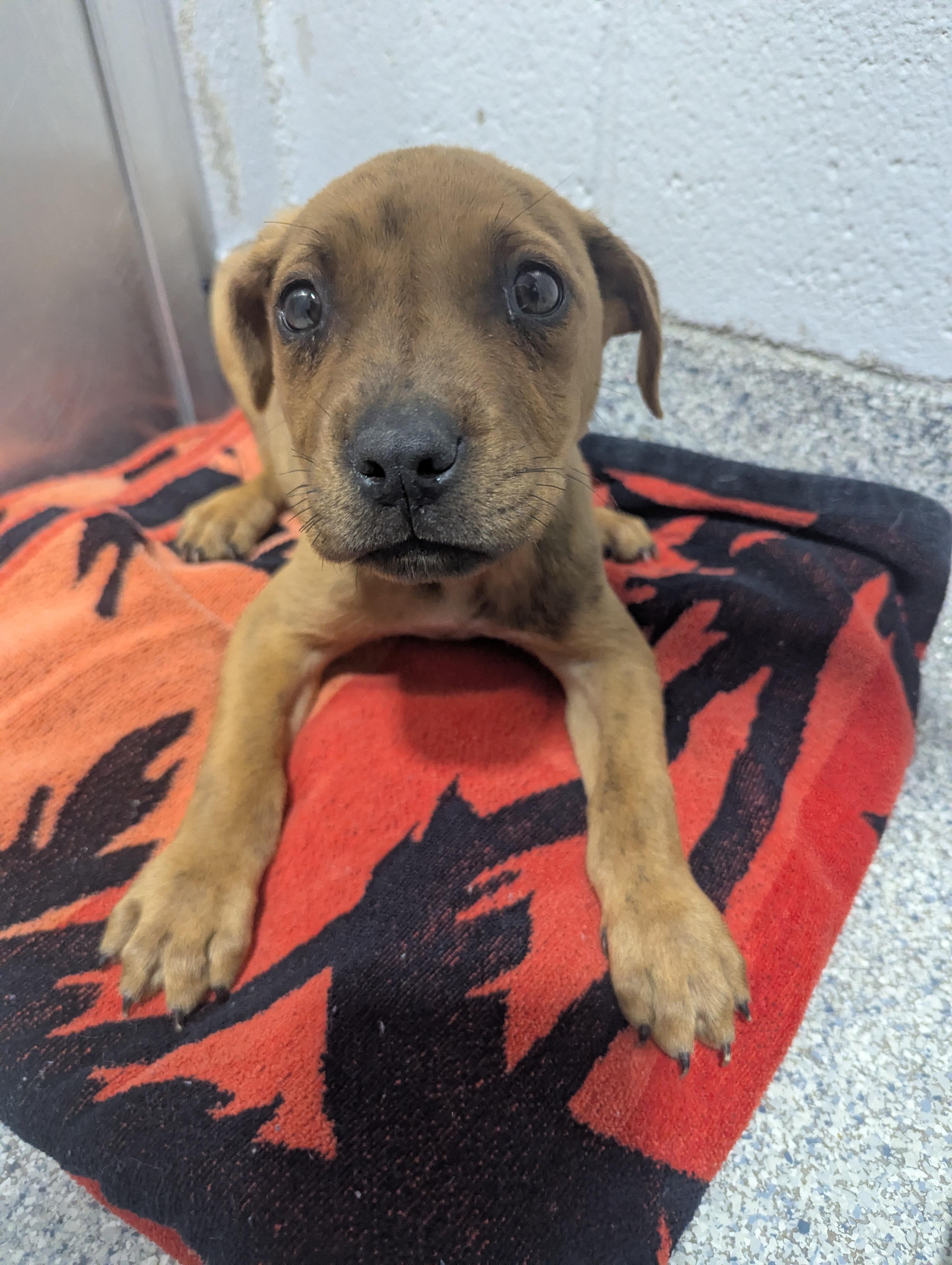 Enlarge Beemer 25691D (ADOPTED), an adopted mixed breed in Rocky Mount, NC image 1/5