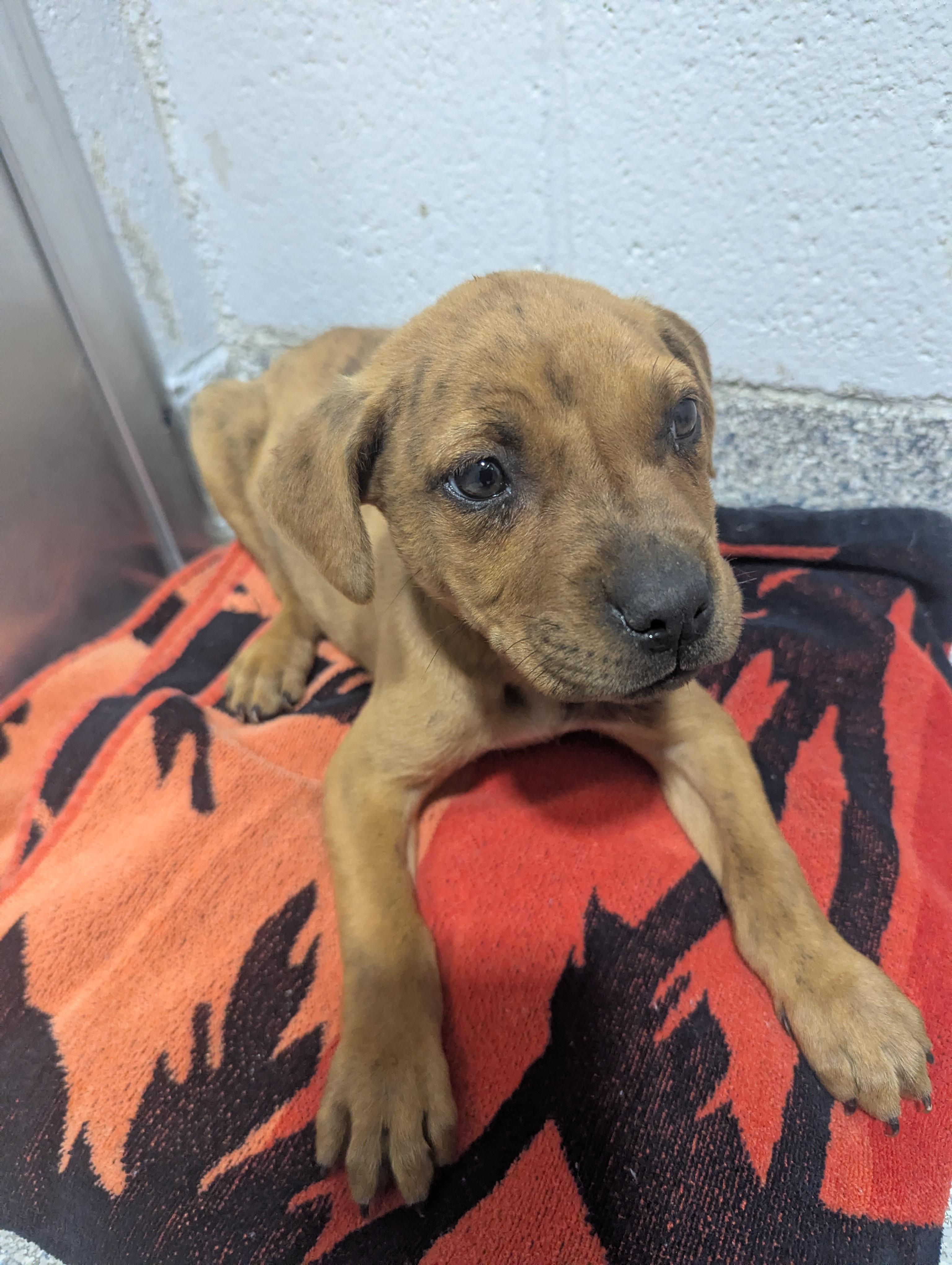 Enlarge Beemer 25691D (ADOPTED), an adopted mixed breed in Rocky Mount, NC image 2/5