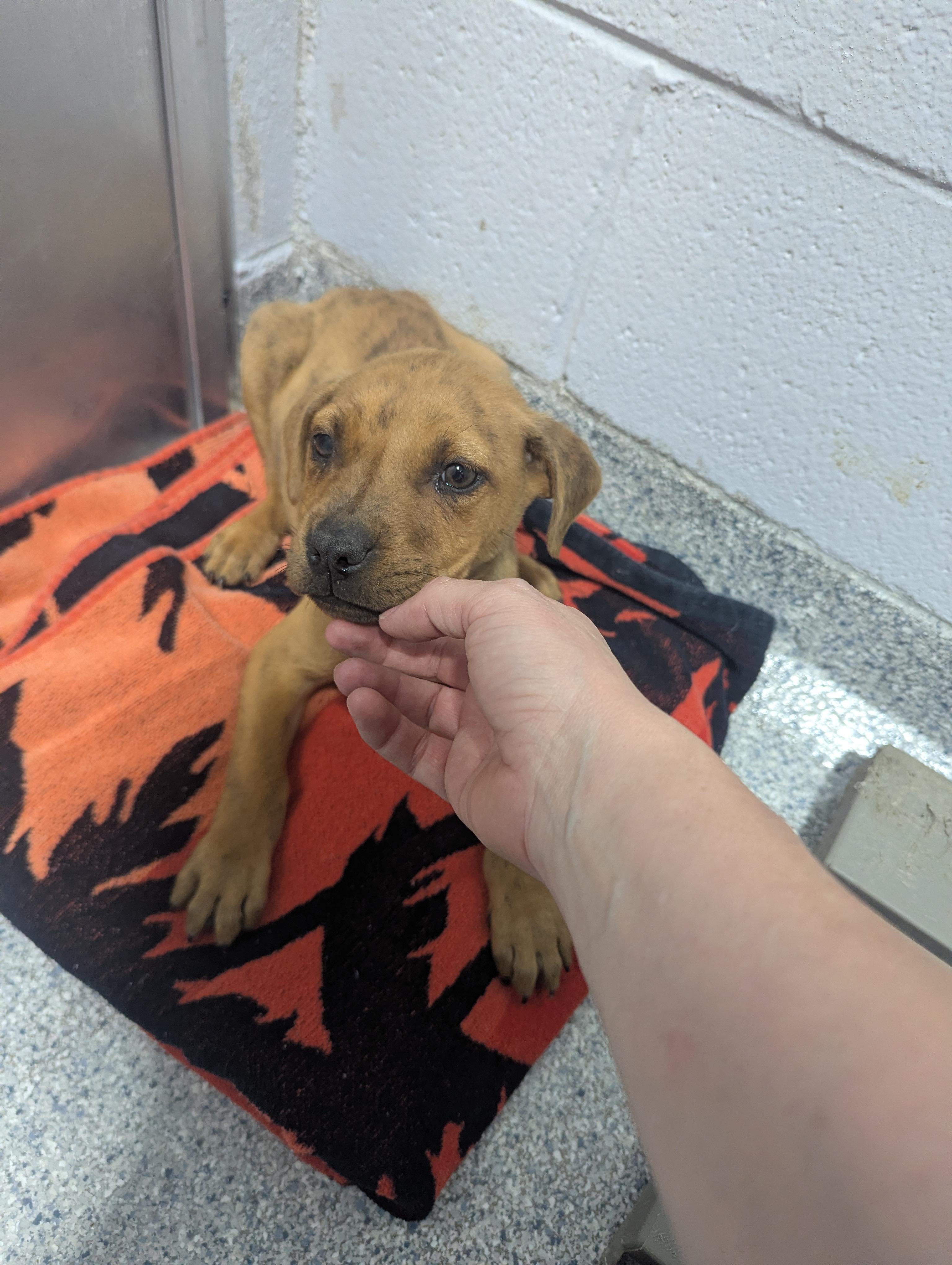 Enlarge Beemer 25691D (ADOPTED), an adopted mixed breed in Rocky Mount, NC image 3/5