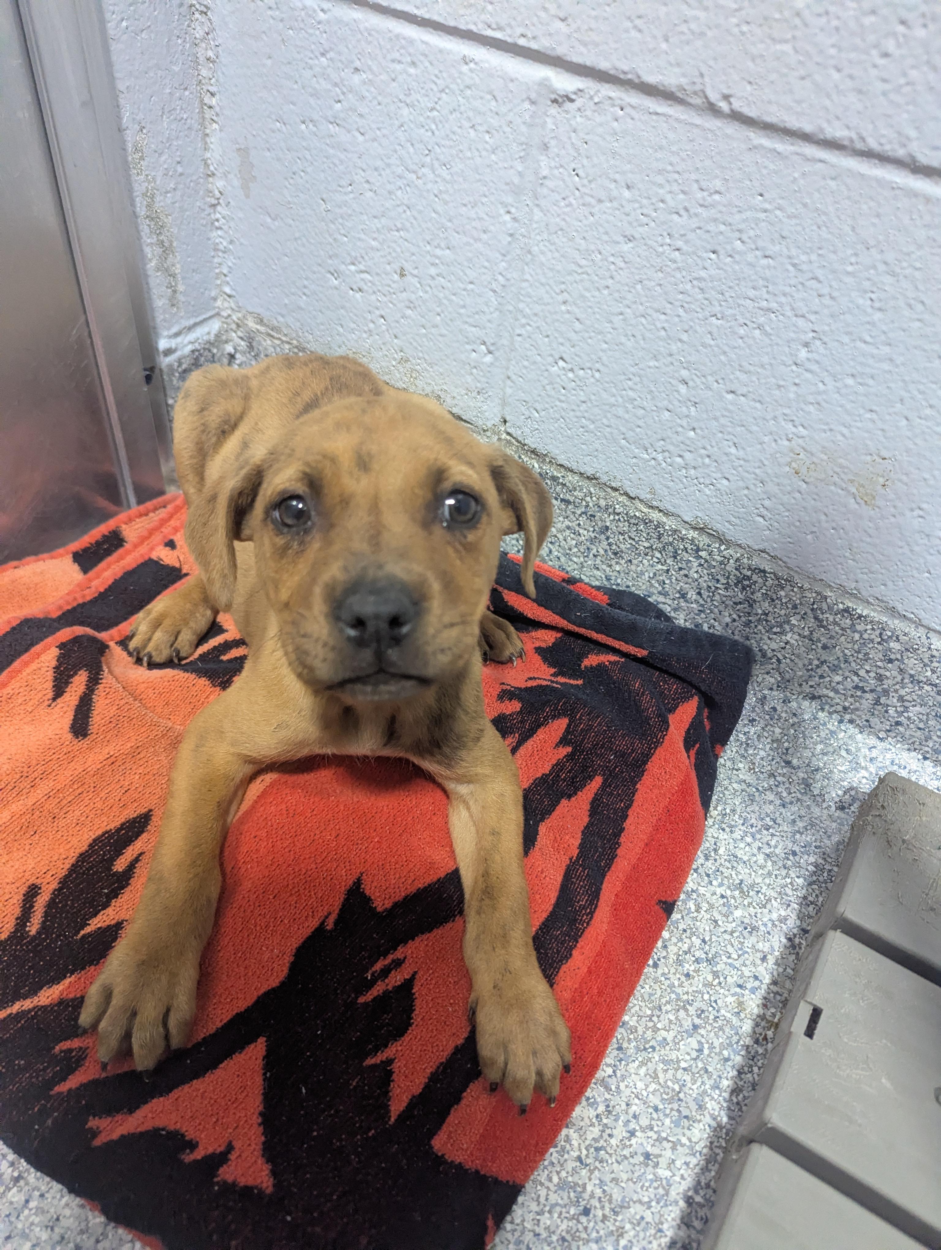 Enlarge Beemer 25691D (ADOPTED), an adopted mixed breed in Rocky Mount, NC image 5/5