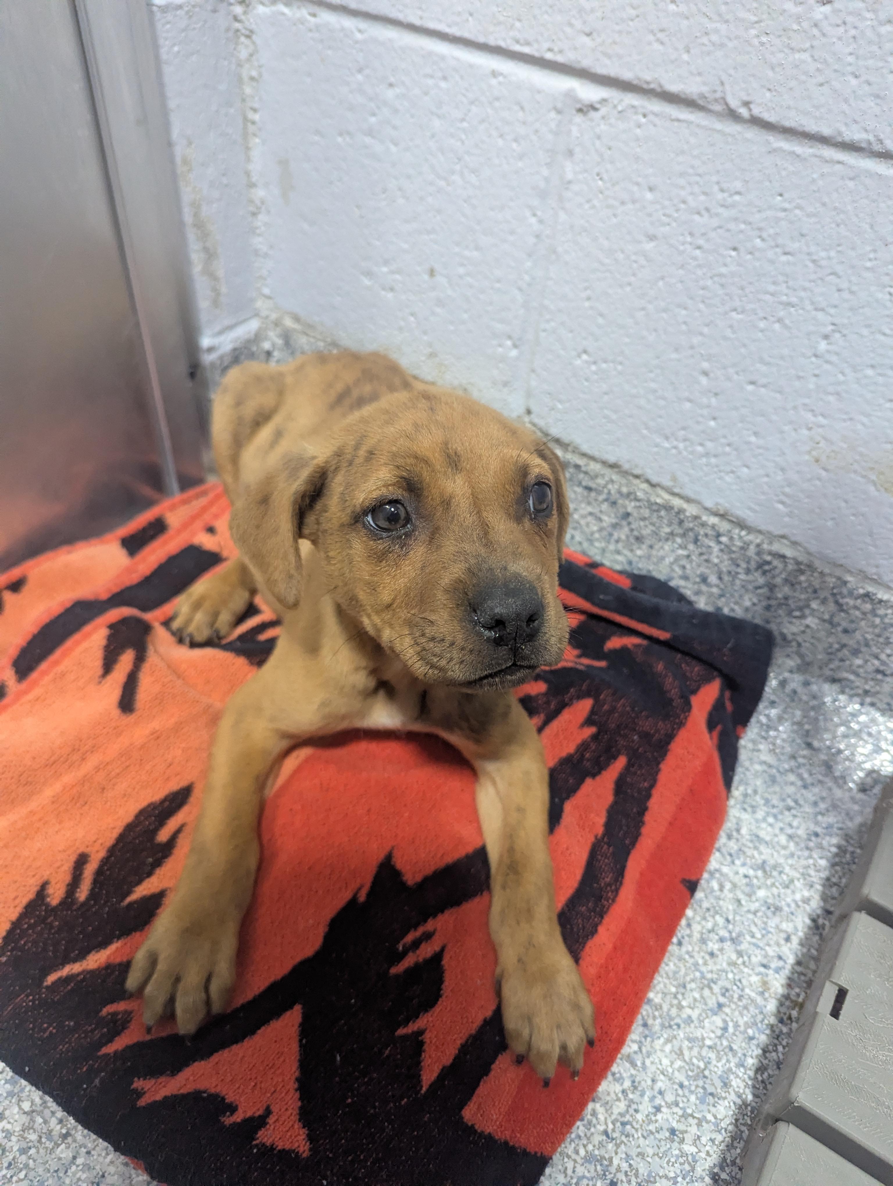 Enlarge Beemer 25691D (ADOPTED), an adopted mixed breed in Rocky Mount, NC image 4/5