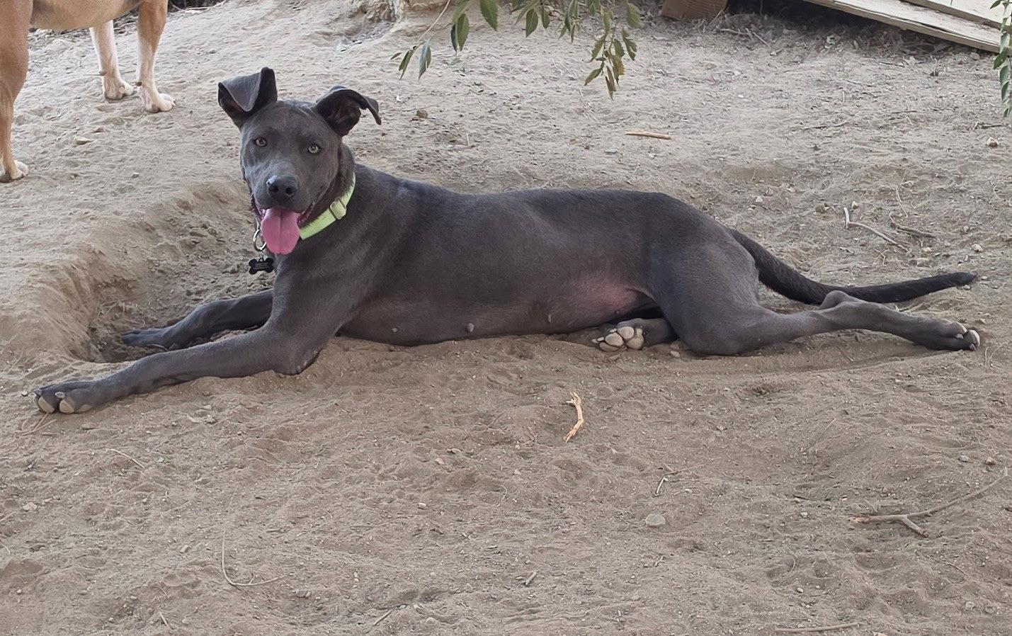 Cinder, Adoptable, Puppy Female Weimaraner.