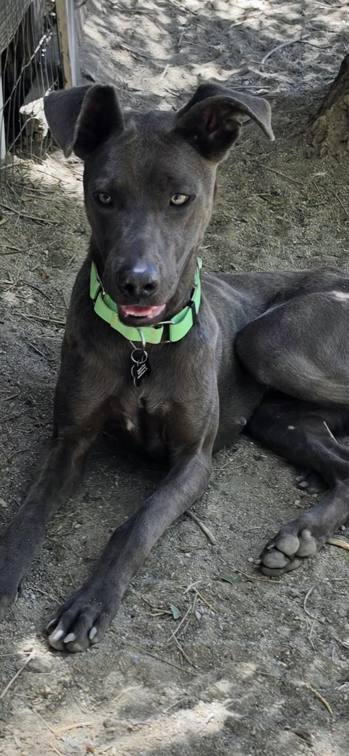 Enlarge Cinder, a Adoptable Weimaraner in Rancho Cucamonga, CA image 2/3