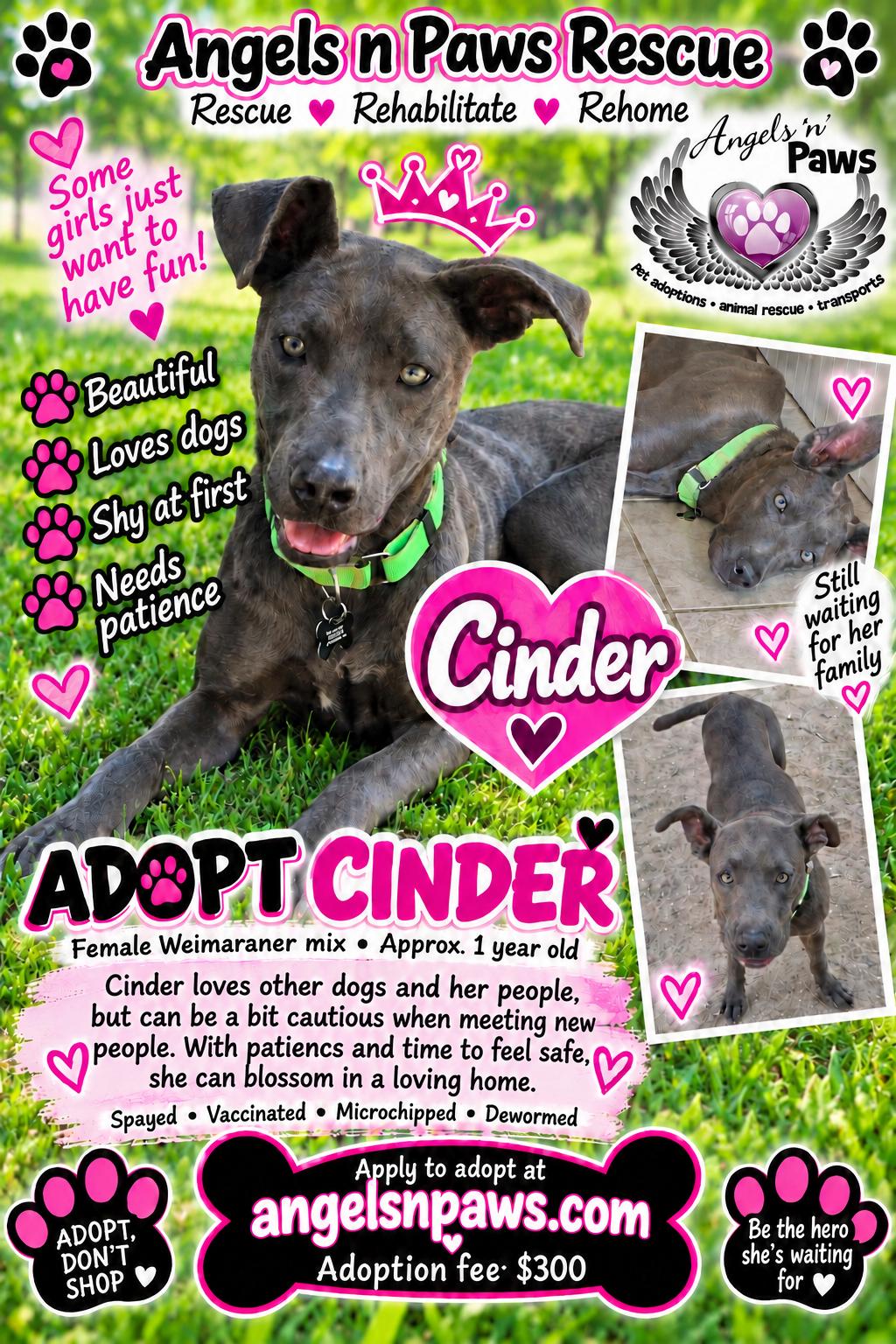 Enlarge Cinder, a Adoptable Weimaraner in Rancho Cucamonga, CA image 3/3