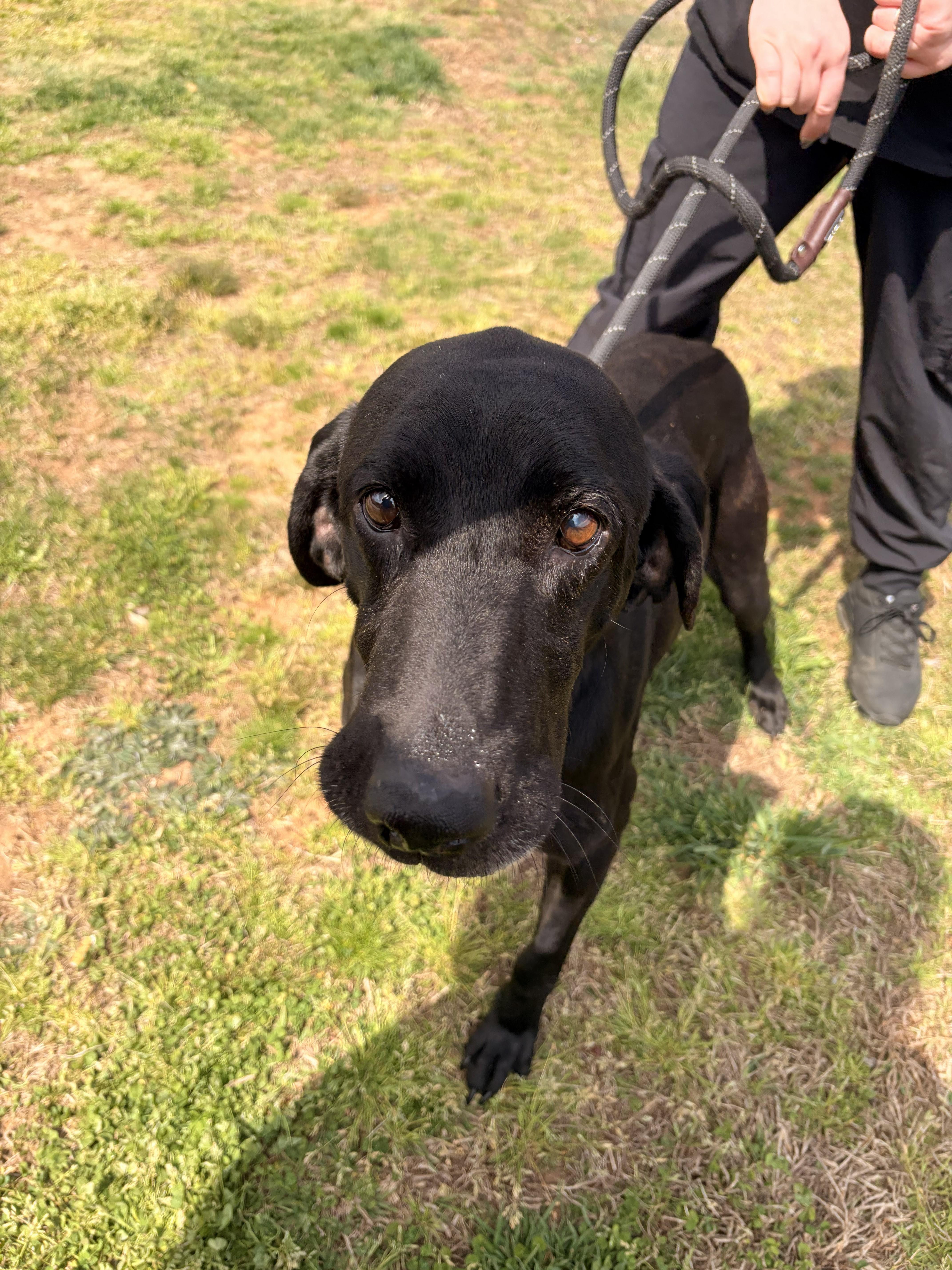 Enlarge Cornbread, a ADOPTABLE mixed breed in Franklin, NC image 4/4