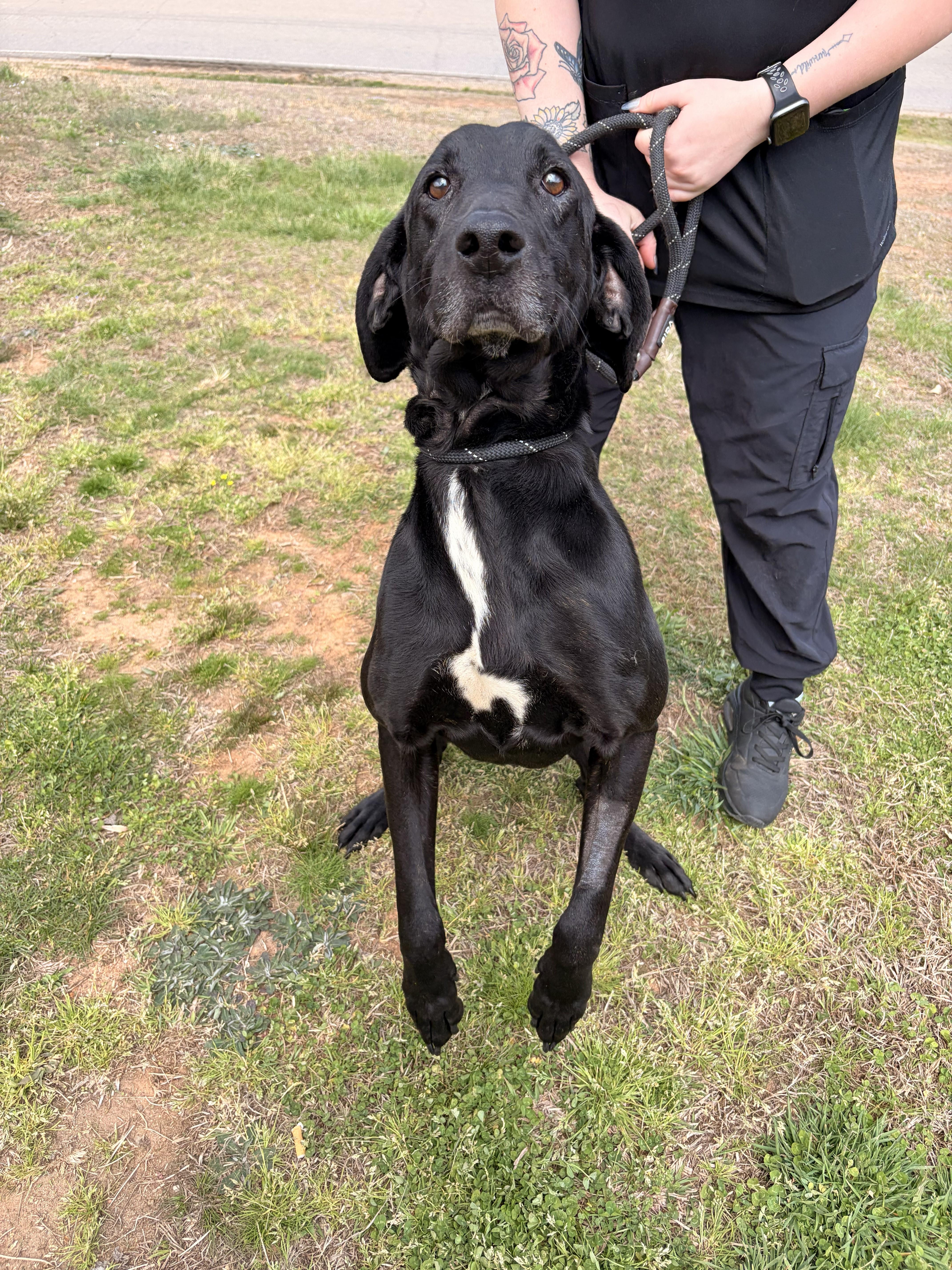Enlarge Cornbread, a ADOPTABLE mixed breed in Franklin, NC image 3/4
