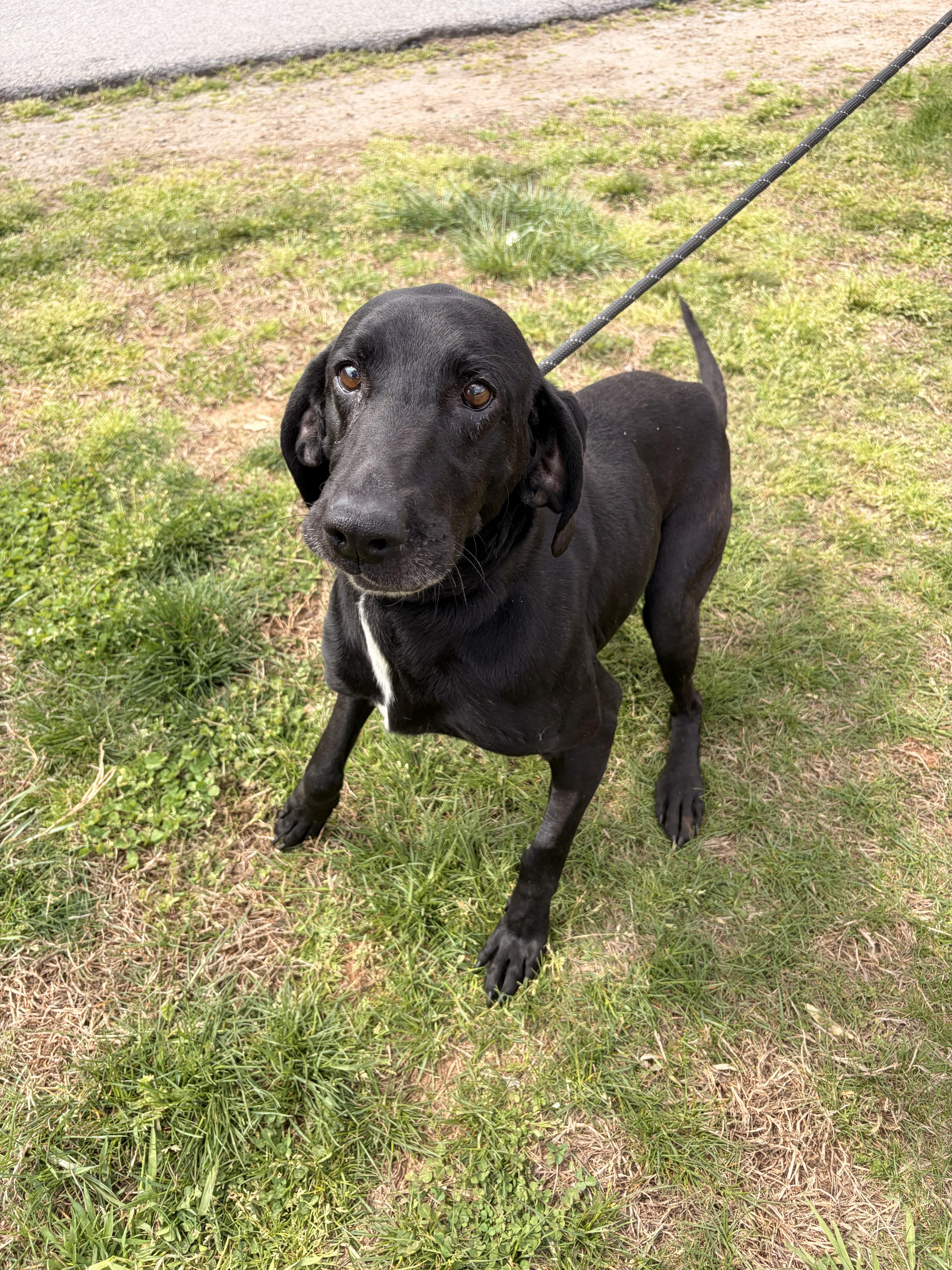 Cornbread, ADOPTABLE, Senior Male Hound.
