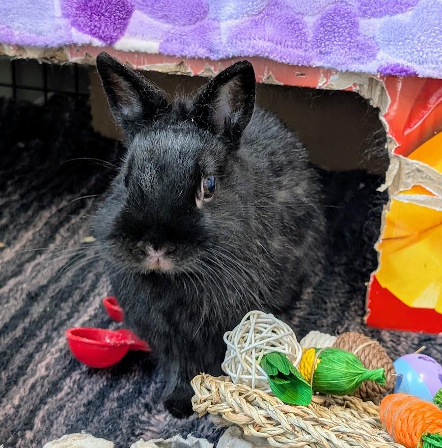 Enlarge Beignet, a ADOPTABLE Netherland Dwarf in Coquitlam, BC image 3/3