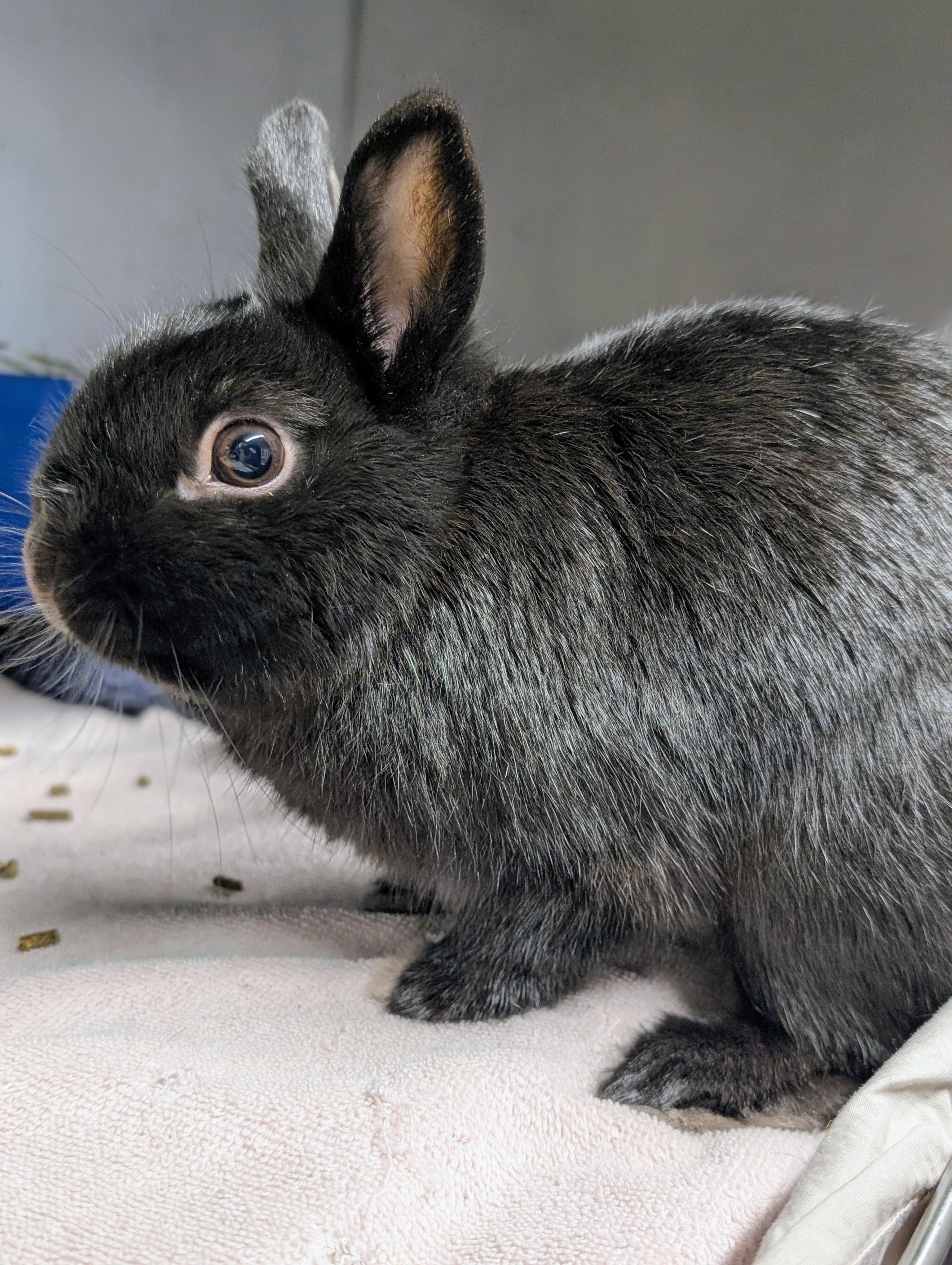 Beignet, ADOPTABLE, Adult Male Netherland Dwarf.