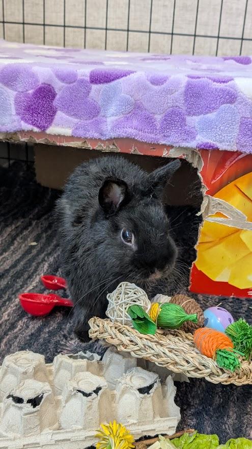 Enlarge Beignet, a ADOPTABLE Netherland Dwarf in Coquitlam, BC image 2/3