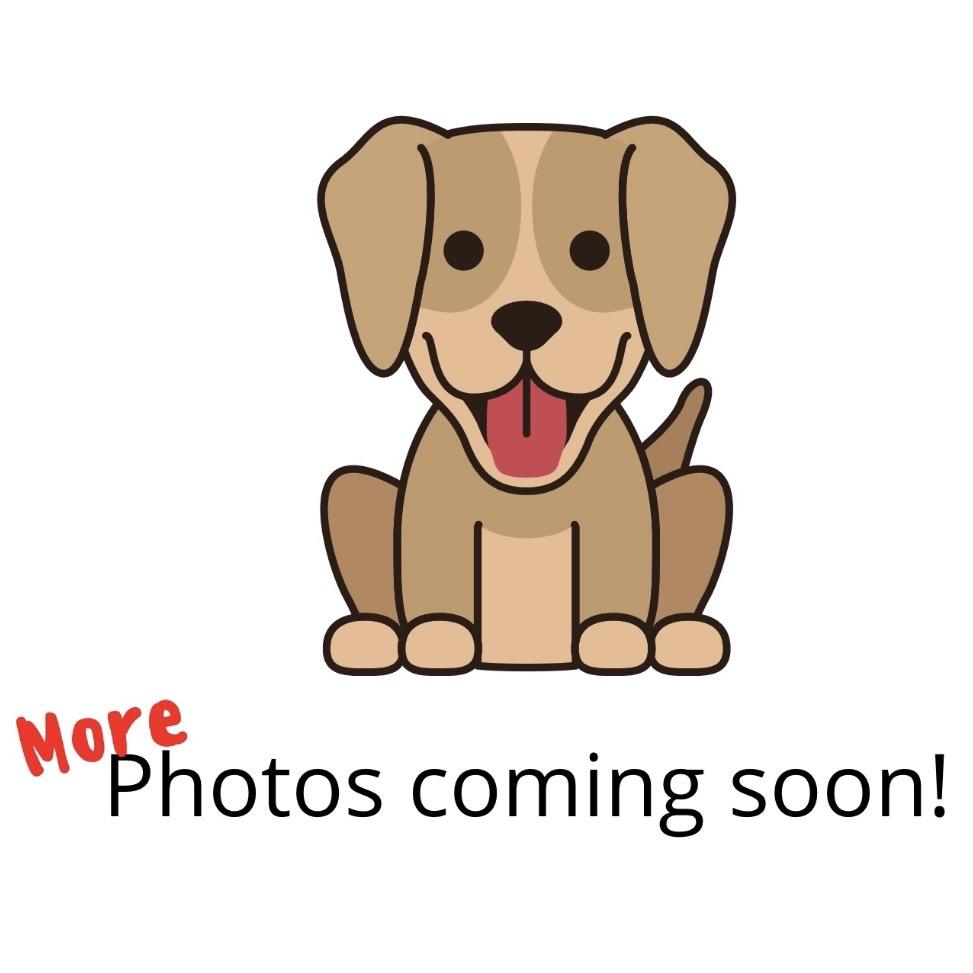 Enlarge Alana - ECAS, a Adoptable mixed breed in Pleasanton, CA image 1/3