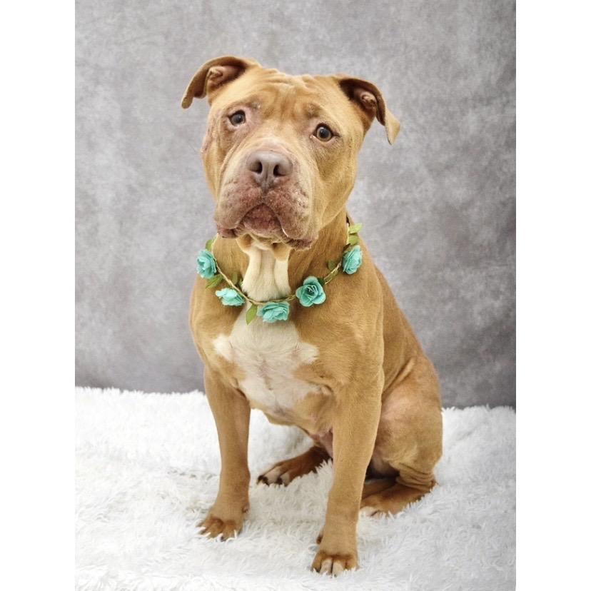 Enlarge Alana - ECAS, a Adoptable mixed breed in Pleasanton, CA image 2/3