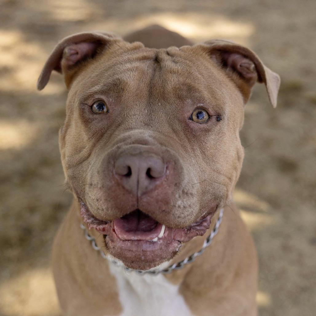 Enlarge Alana - ECAS, a Adoptable mixed breed in Pleasanton, CA image 1/6
