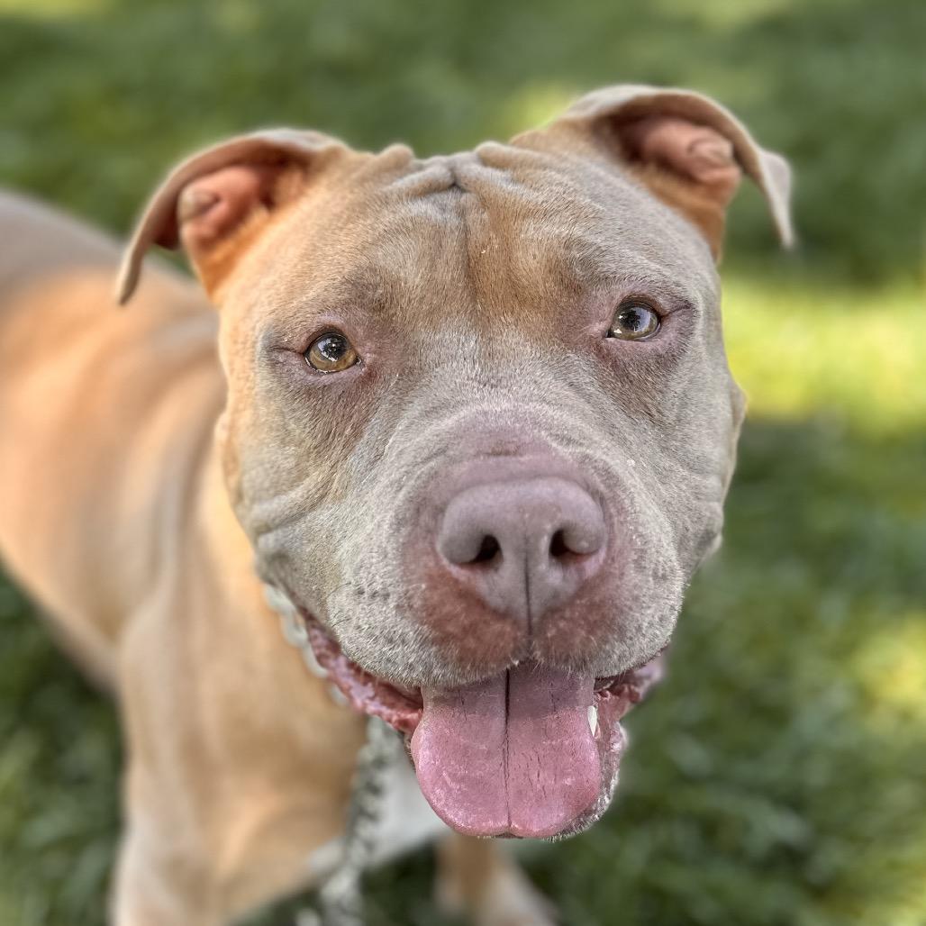 Alana - ECAS, a Adoptable mixed breed in Pleasanton, CA image 2/6