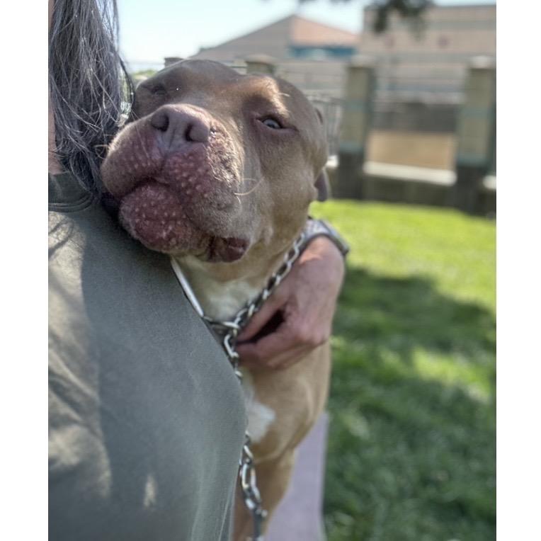 Alana - ECAS, a Adoptable mixed breed in Pleasanton, CA image 3/6