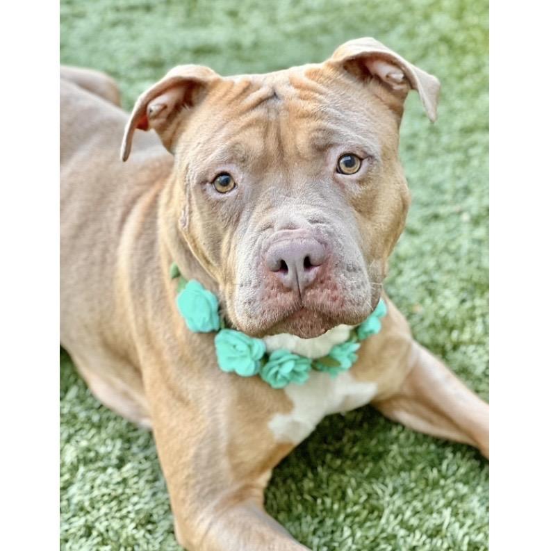 Alana - ECAS, a Adoptable mixed breed in Pleasanton, CA image 2/6