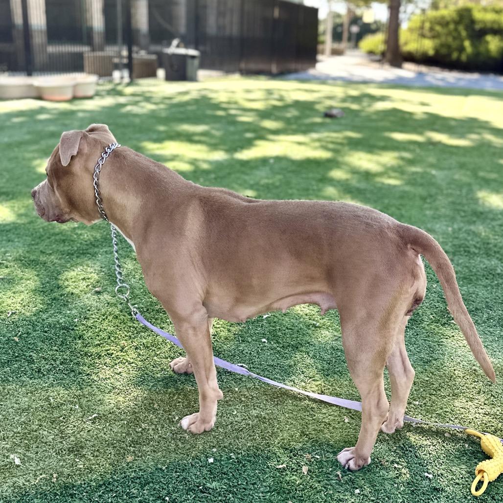 Alana - ECAS, a Adoptable mixed breed in Pleasanton, CA image 3/6
