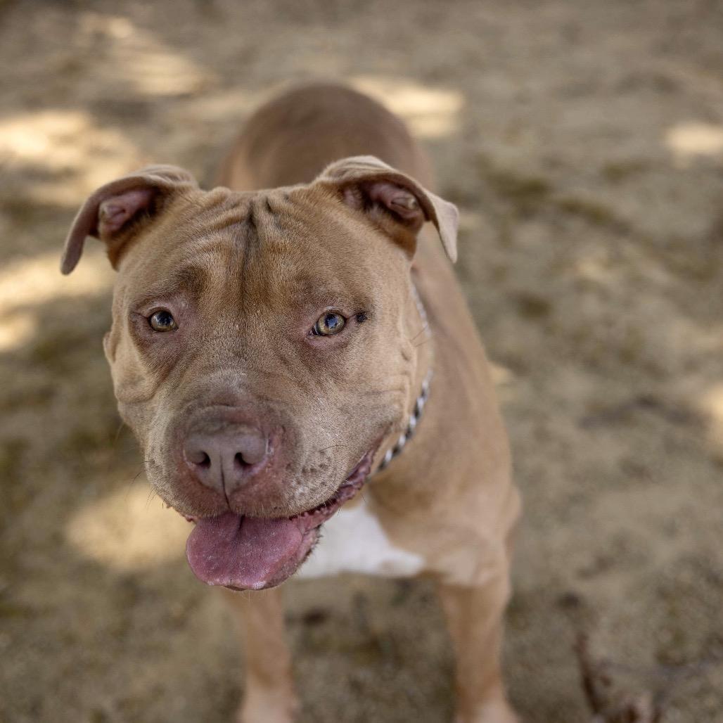 Enlarge Alana - ECAS, a Adoptable mixed breed in Pleasanton, CA image 3/6