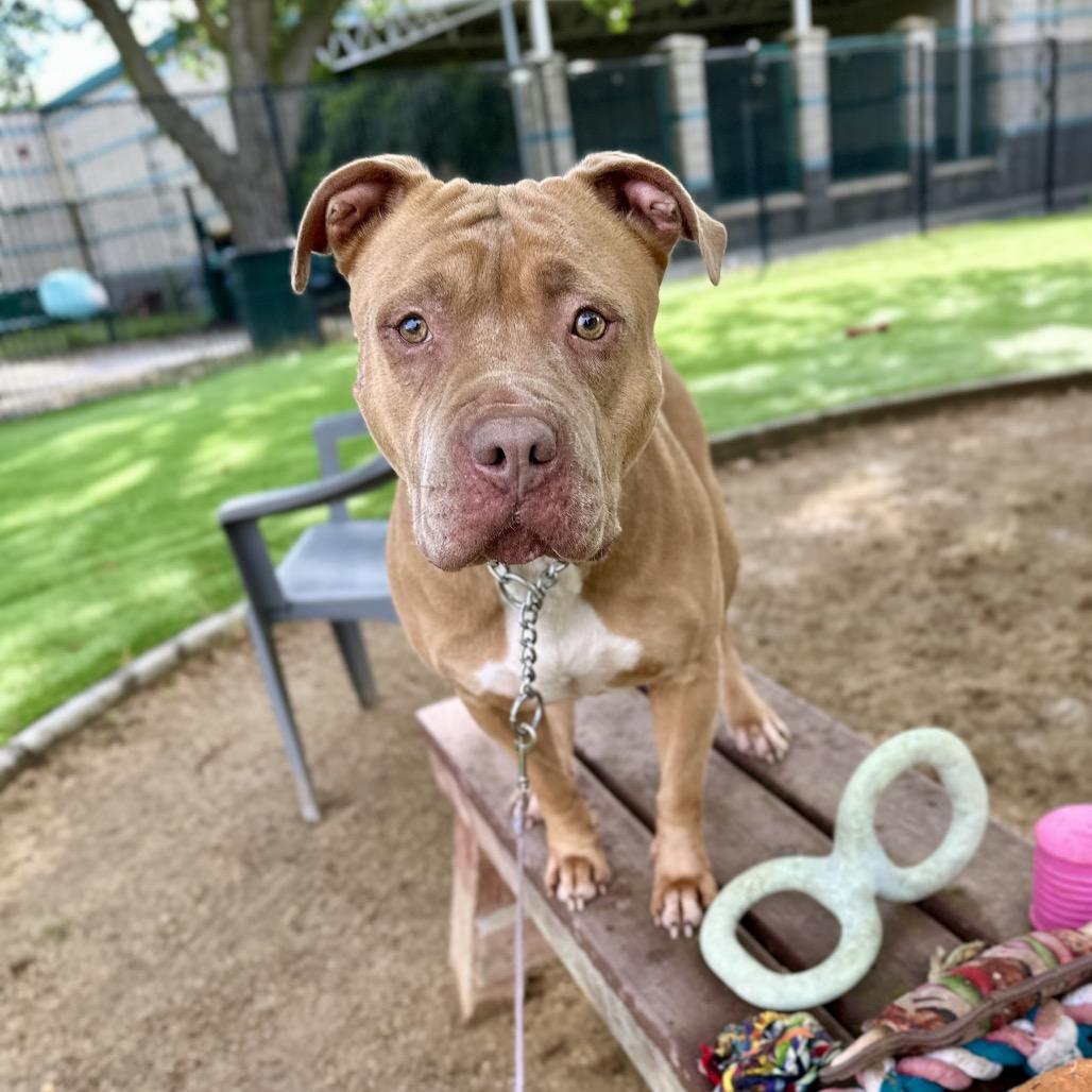 Alana - ECAS, a Adoptable mixed breed in Pleasanton, CA image 4/6