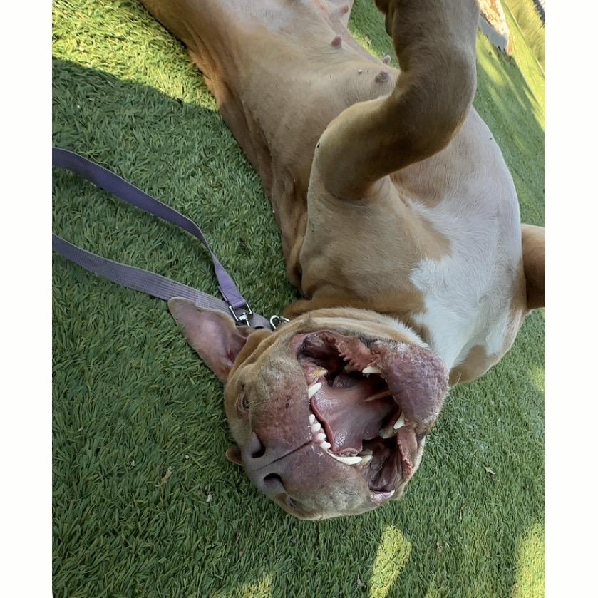 Alana - ECAS, a Adoptable mixed breed in Pleasanton, CA image 5/6