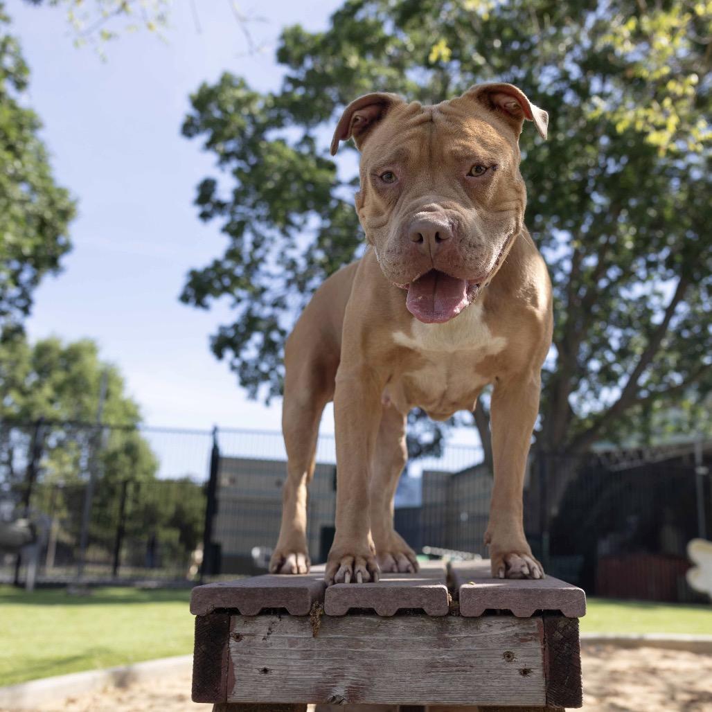Enlarge Alana - ECAS, a Adoptable mixed breed in Pleasanton, CA image 5/6
