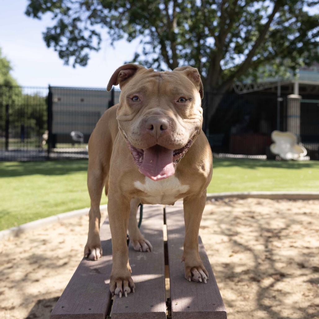 Enlarge Alana - ECAS, a Adoptable mixed breed in Pleasanton, CA image 6/6