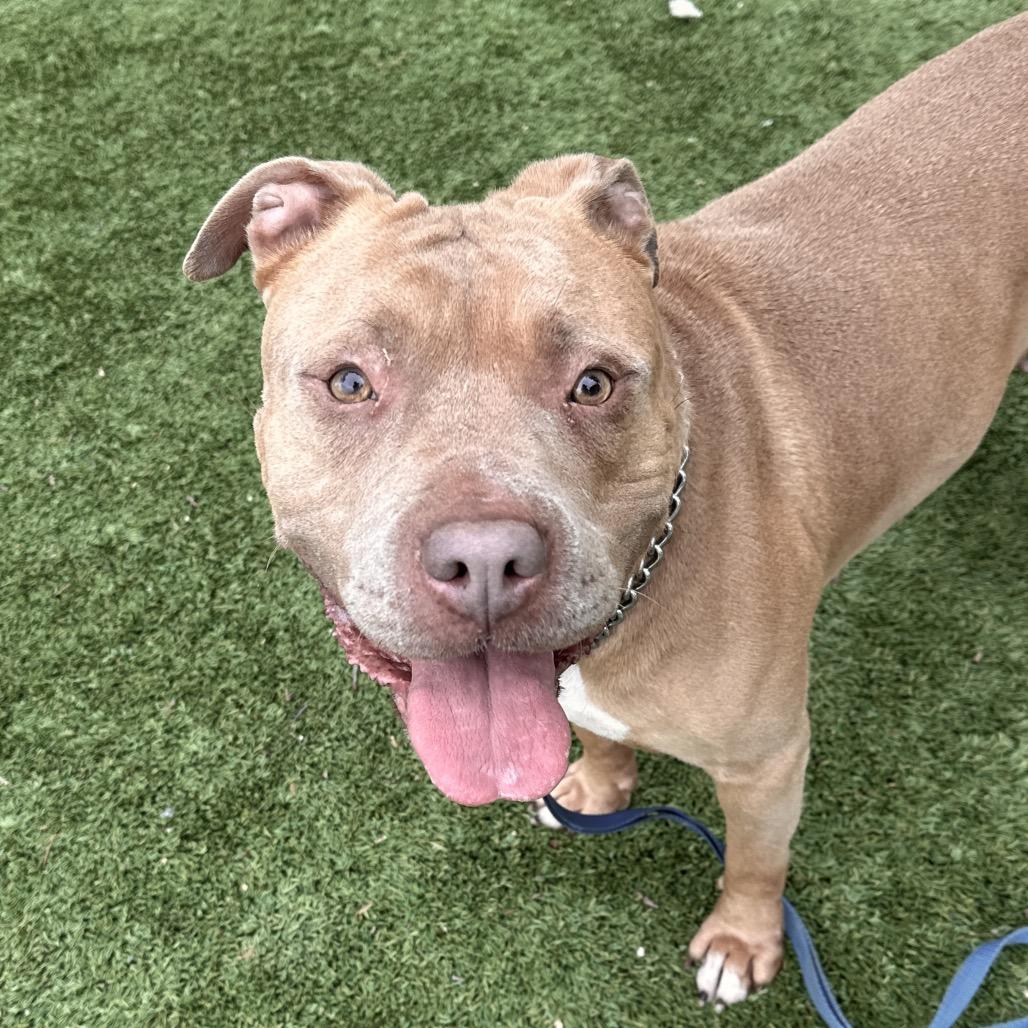 Alana - ECAS, a Adoptable mixed breed in Pleasanton, CA image 5/6