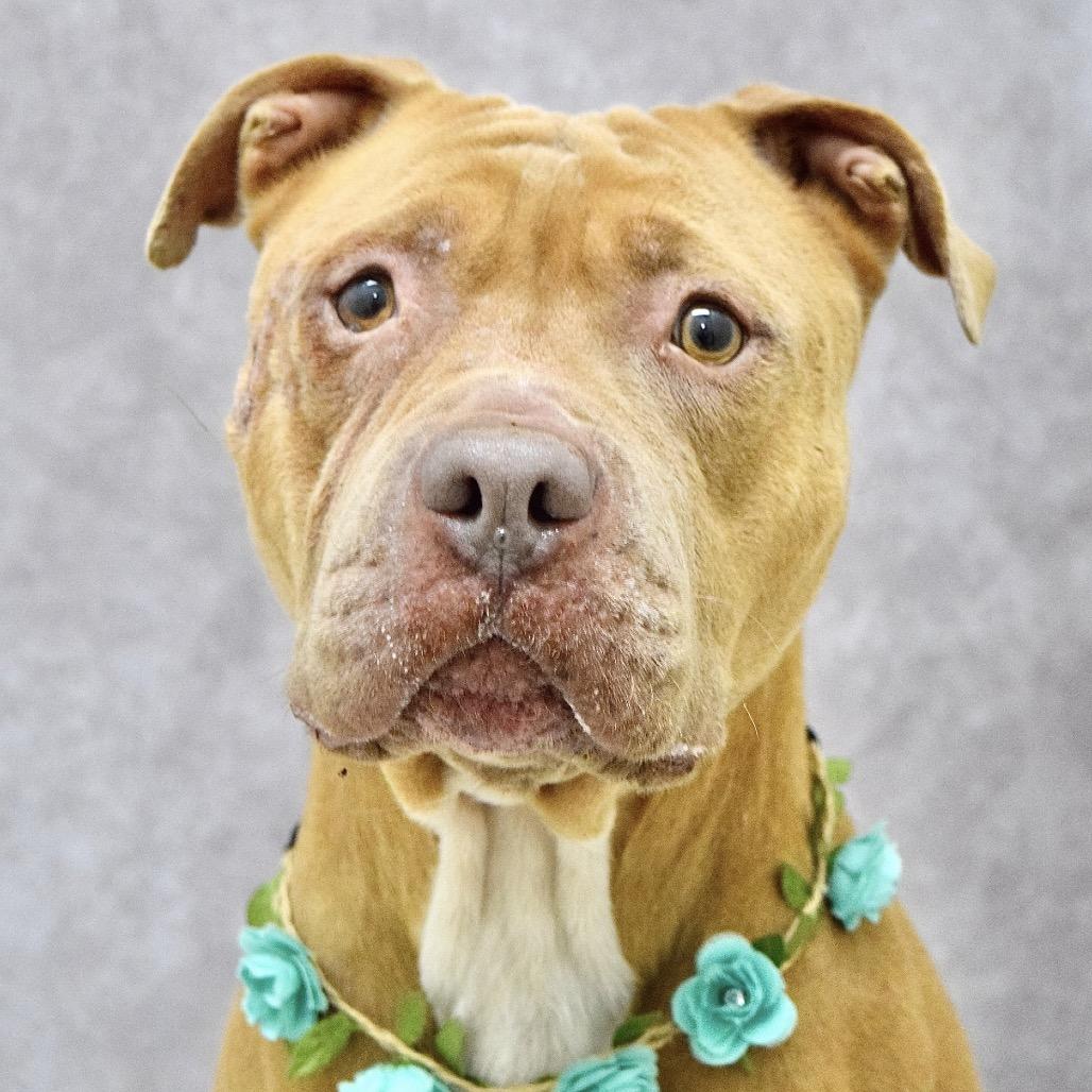 Enlarge Alana - ECAS, a Adoptable mixed breed in Pleasanton, CA image 3/3