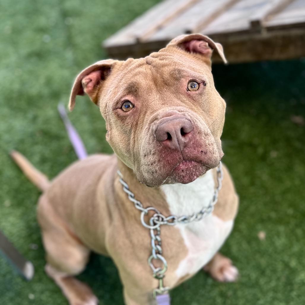 Alana - ECAS, a Adoptable mixed breed in Pleasanton, CA image 6/6