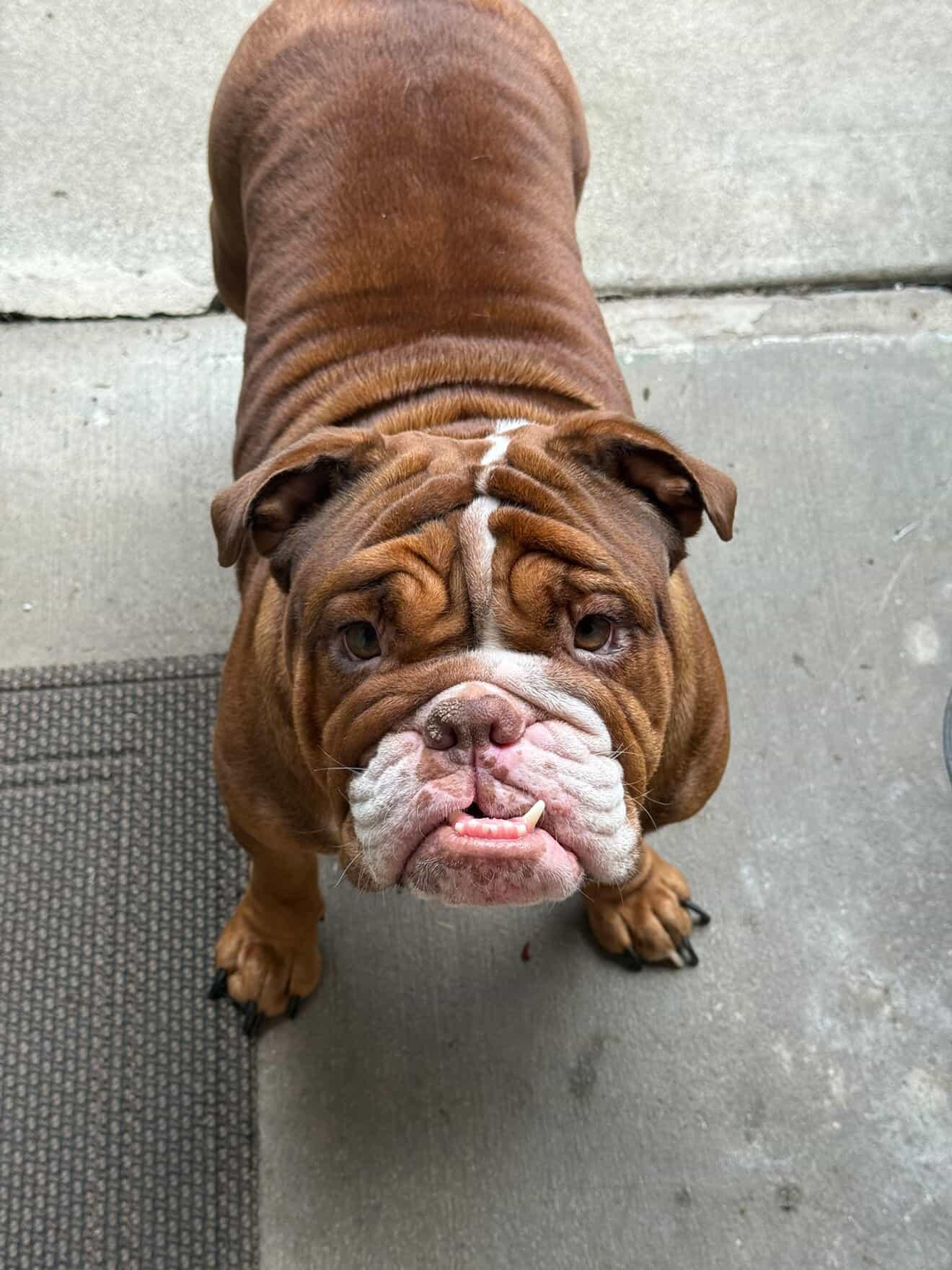 Vira, adoptable, Adult Female English Bulldog.