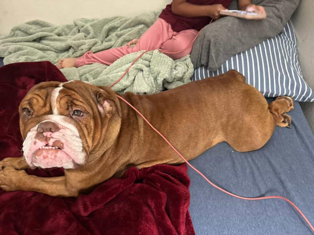 Enlarge Vira, an adoptable English Bulldog in Corona, CA image 2/2