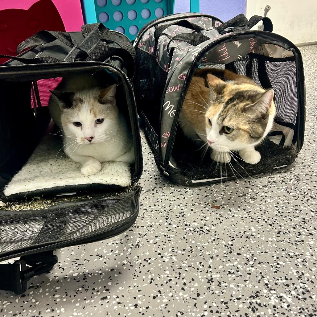 Indie, Adoptable, Adult Female Domestic Short Hair.