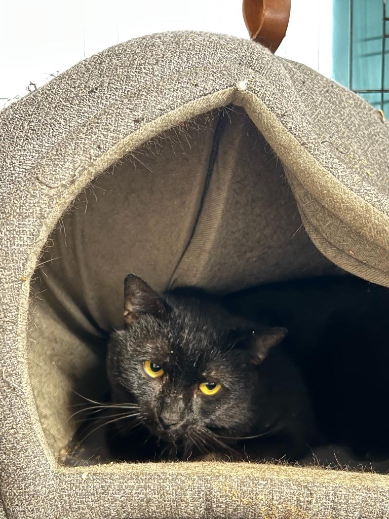 Enlarge Cassius, a Adoptable mixed breed in Windsor, CT image 1/1