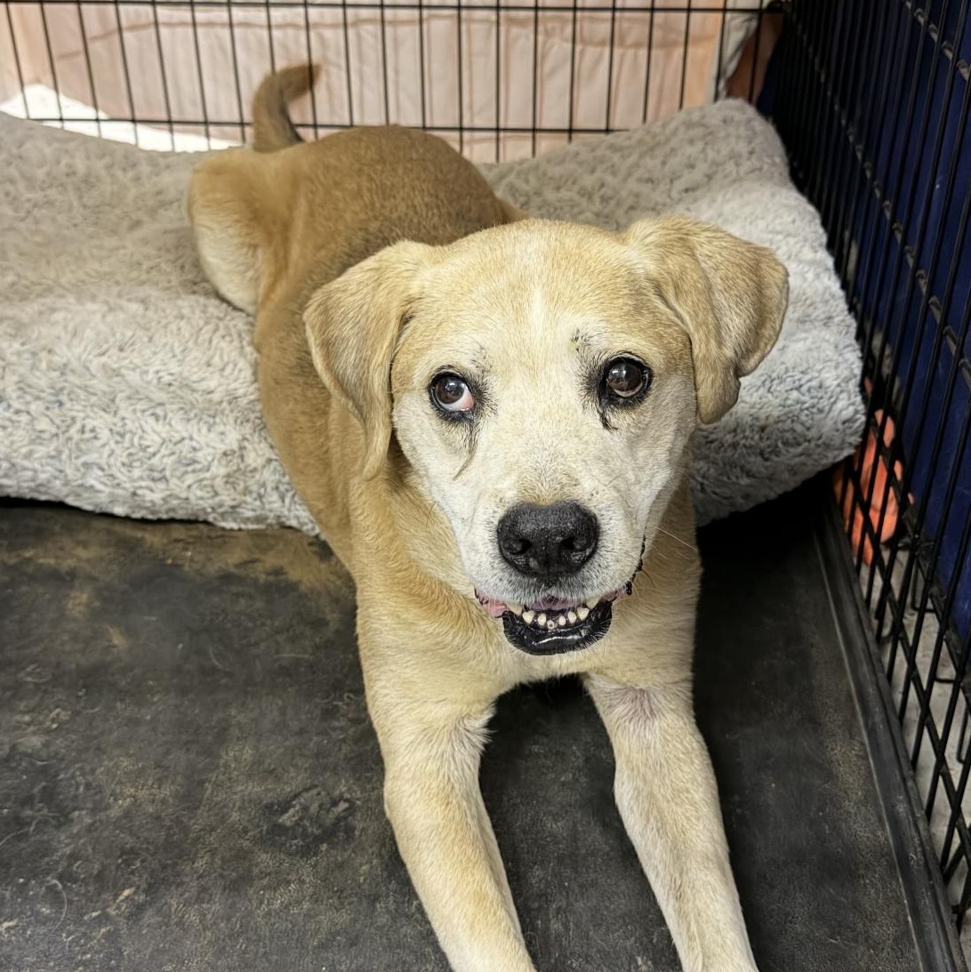 Charlie, a ADOPTABLE mixed breed in Muldrow, OK image 2/2