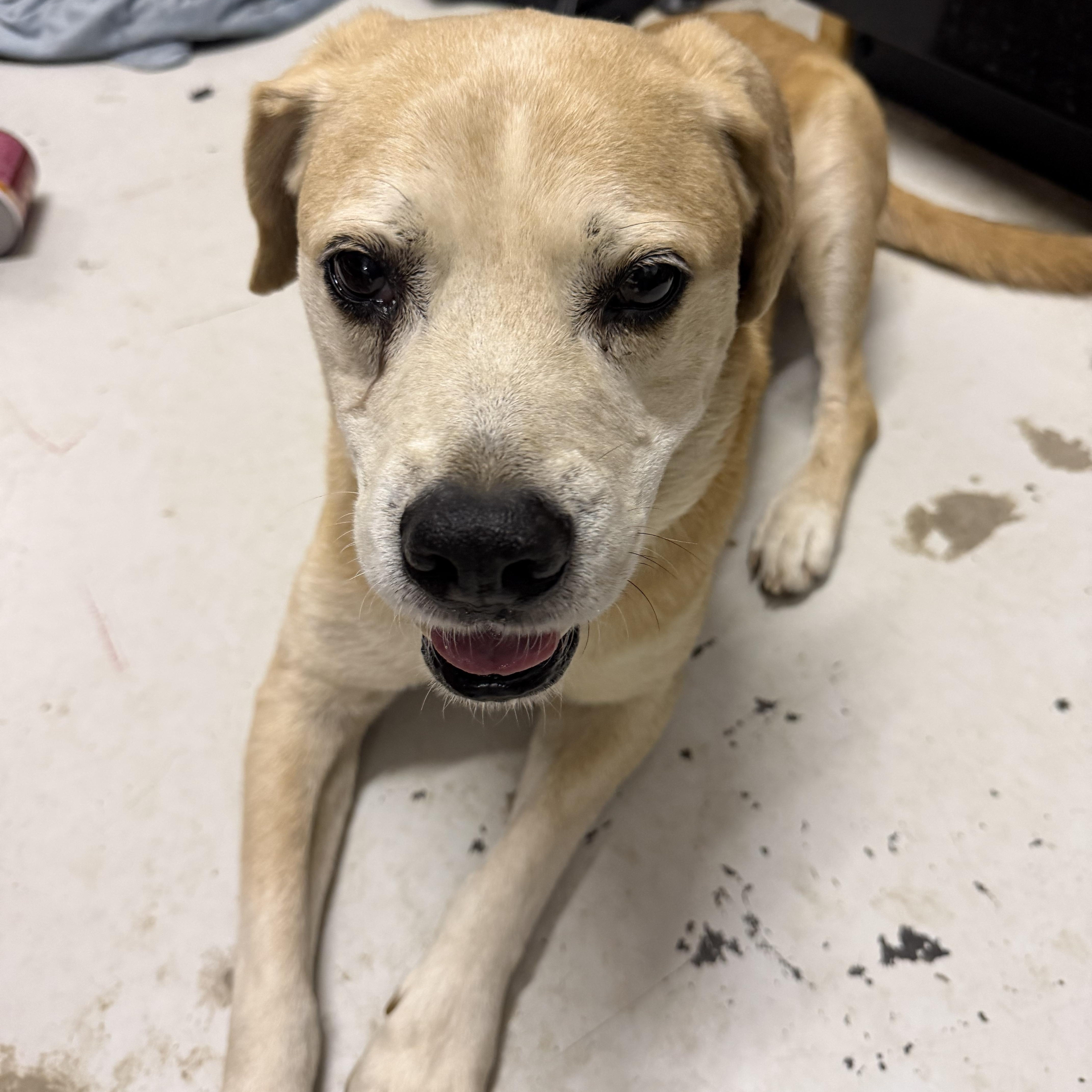 Charlie, ADOPTABLE, Senior Male Boxer & Mixed Breed.
