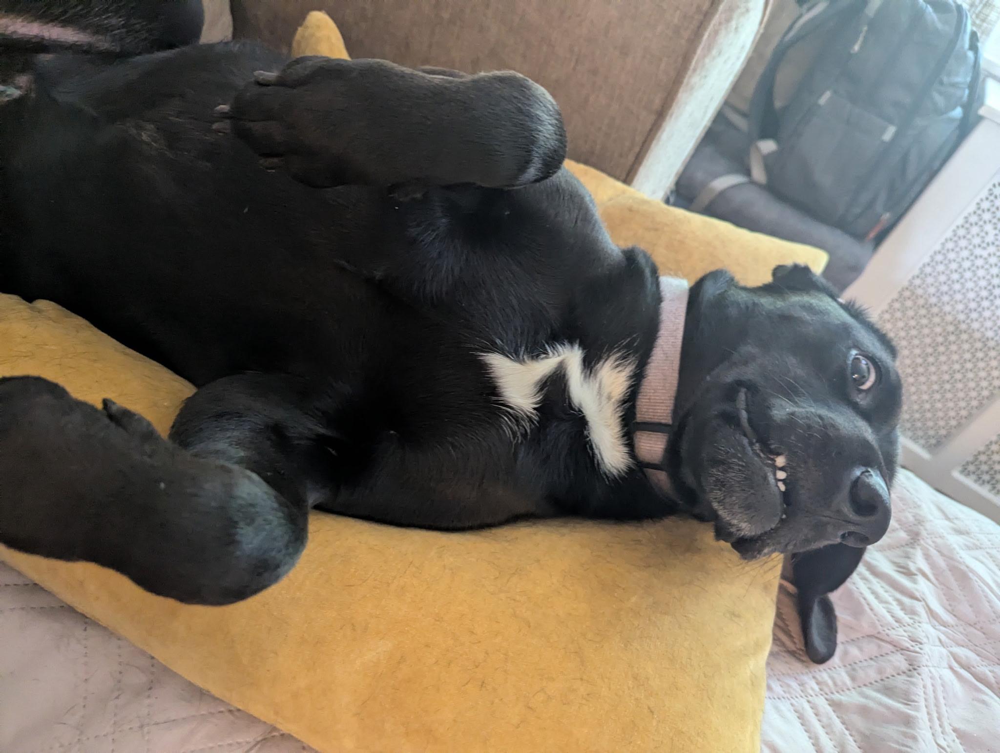 Enlarge Lucy, a ADOPTABLE mixed breed in Media, PA image 3/4