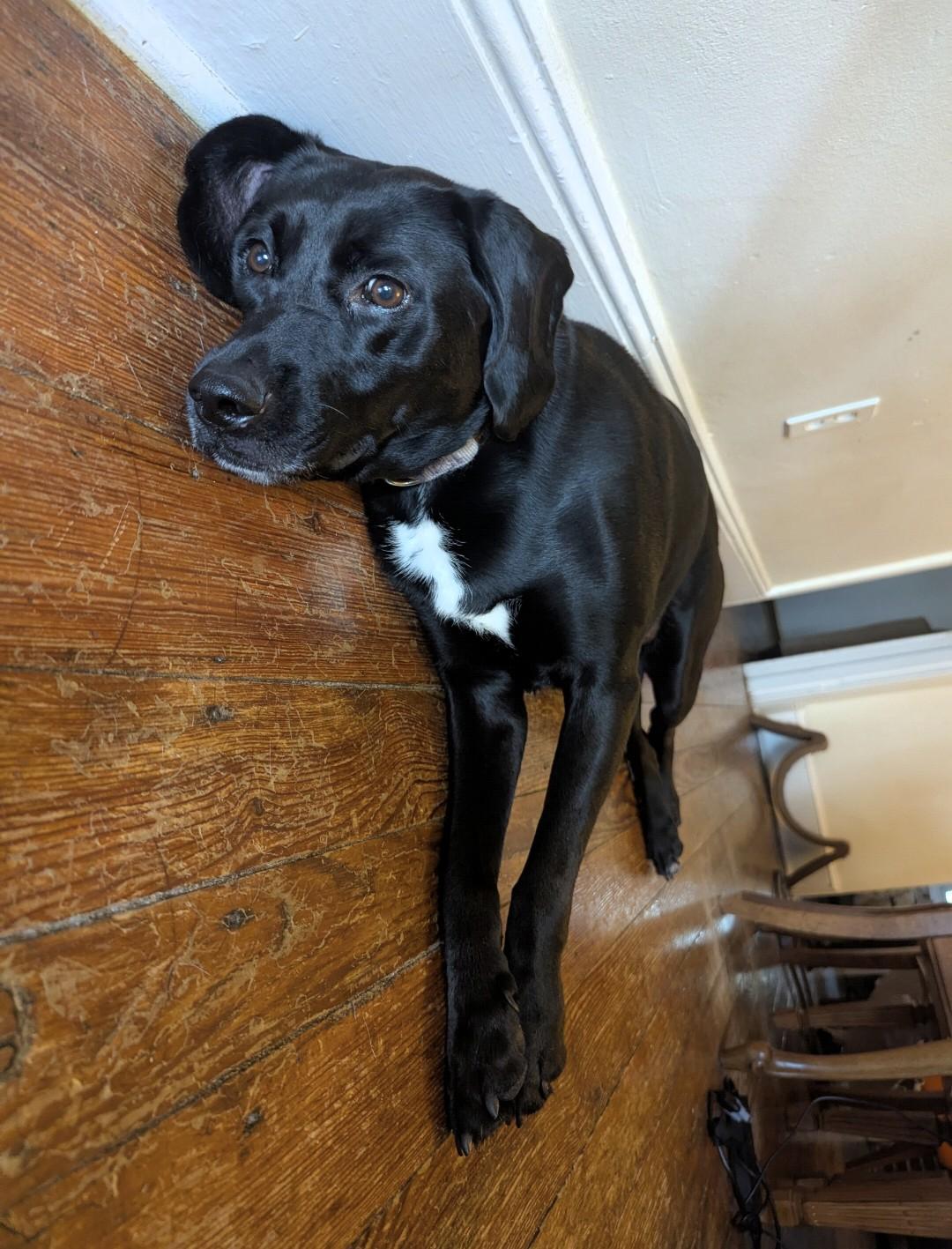 Enlarge Lucy, a ADOPTABLE mixed breed in Media, PA image 2/4