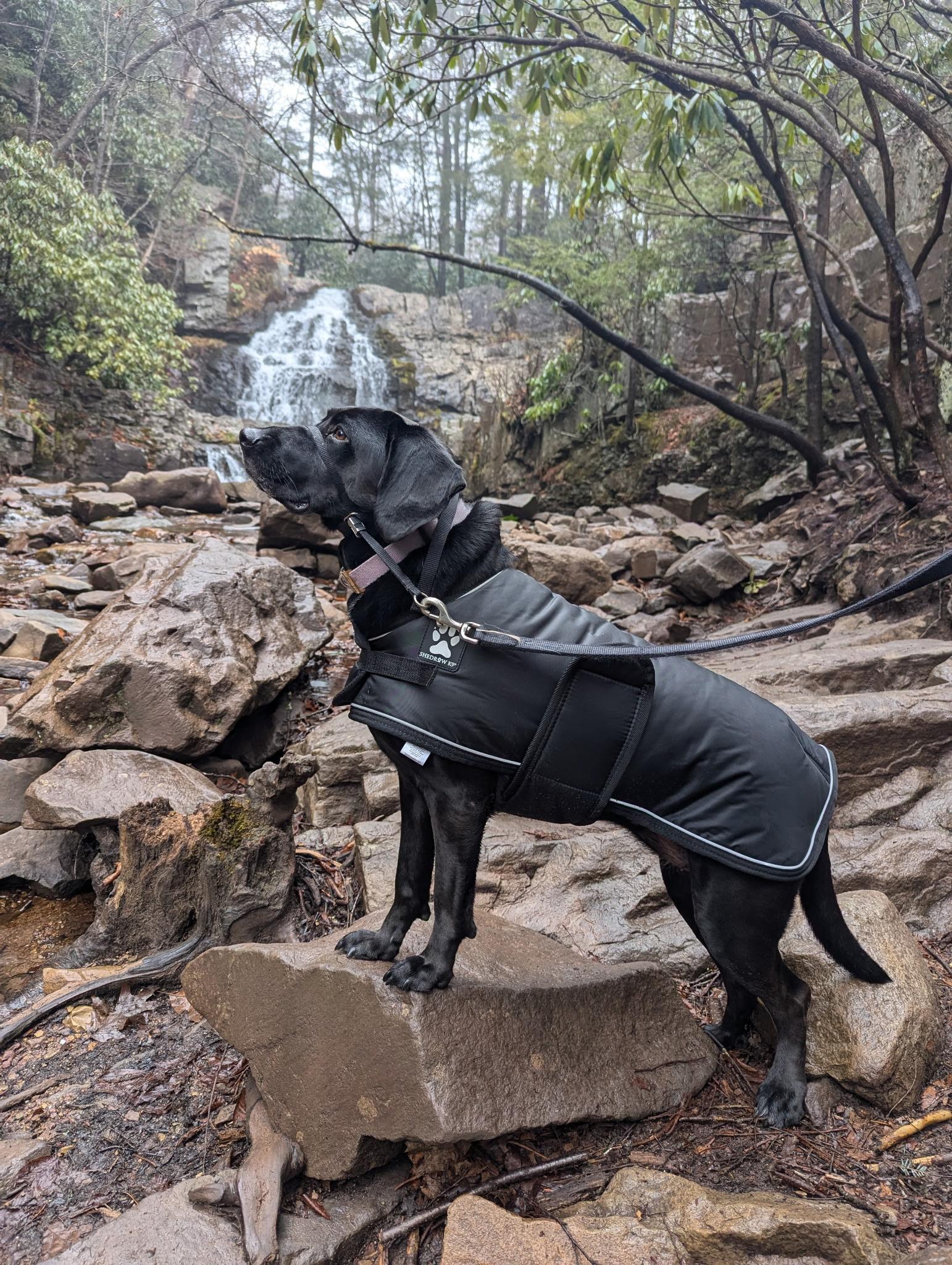 Enlarge Lucy, a ADOPTABLE mixed breed in Media, PA image 1/4