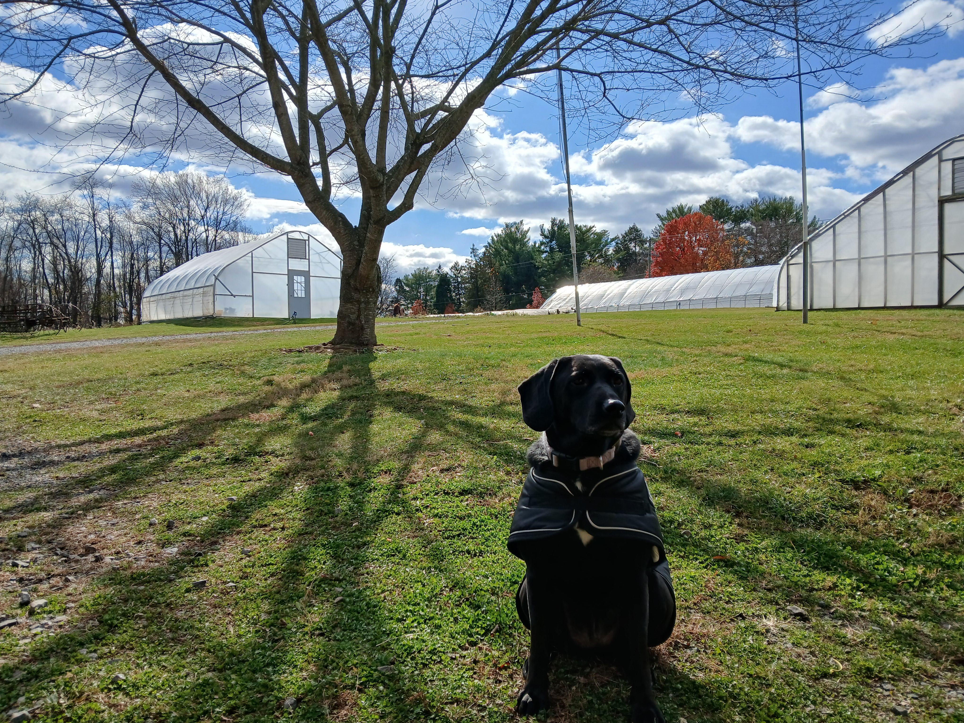Enlarge Lucy, a ADOPTABLE mixed breed in Media, PA image 4/4