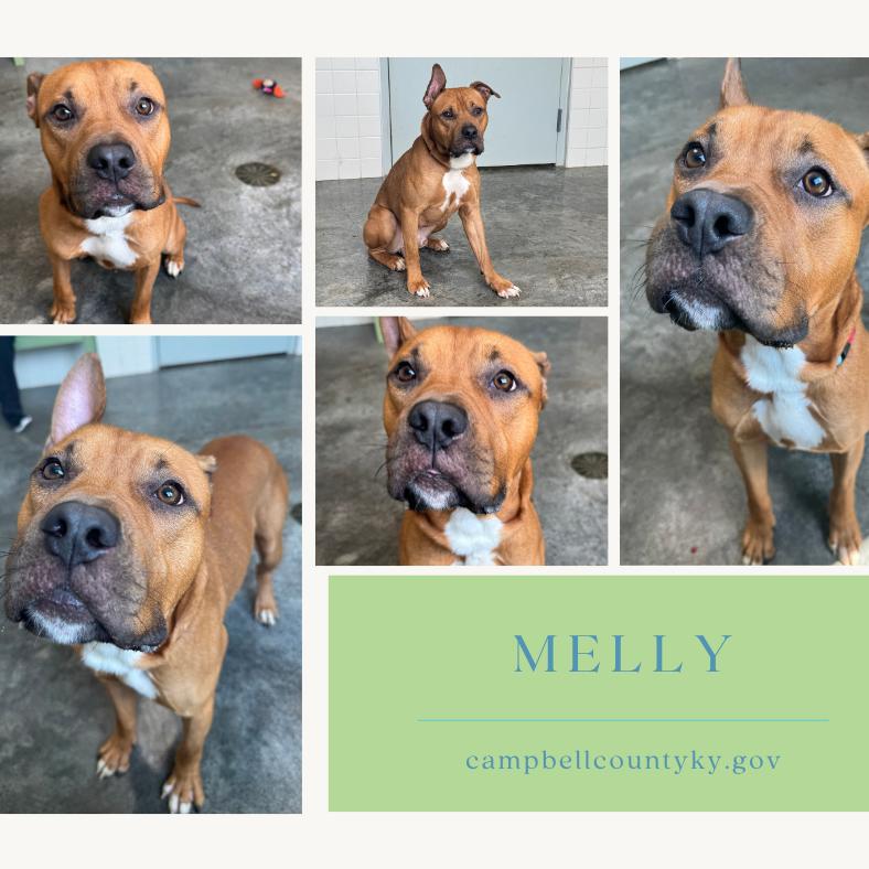 Melly, Adoptable, Adult Male Pit Bull Terrier.