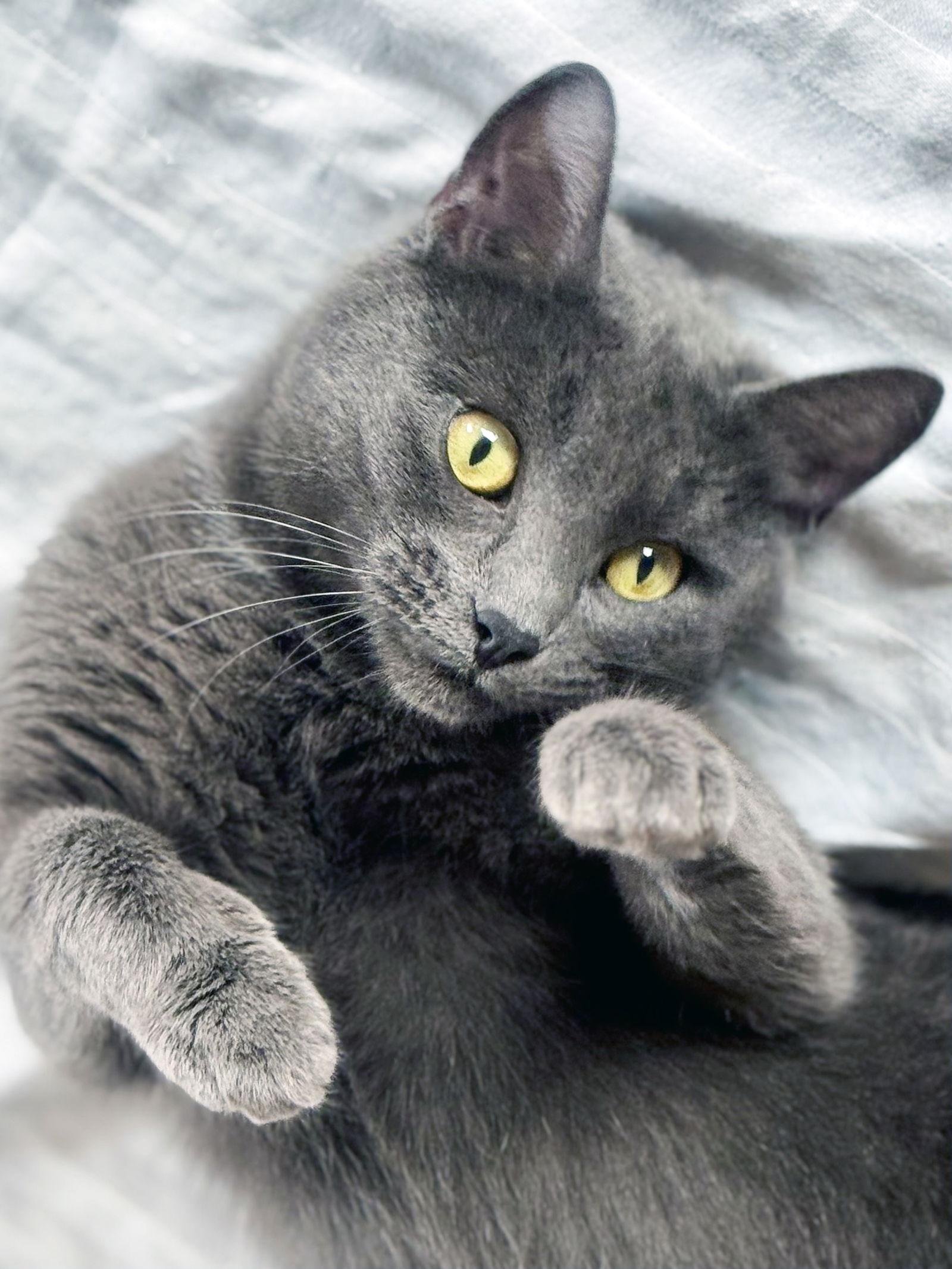 Enlarge Lily, a Adoptable mixed breed in Alameda, CA image 1/3