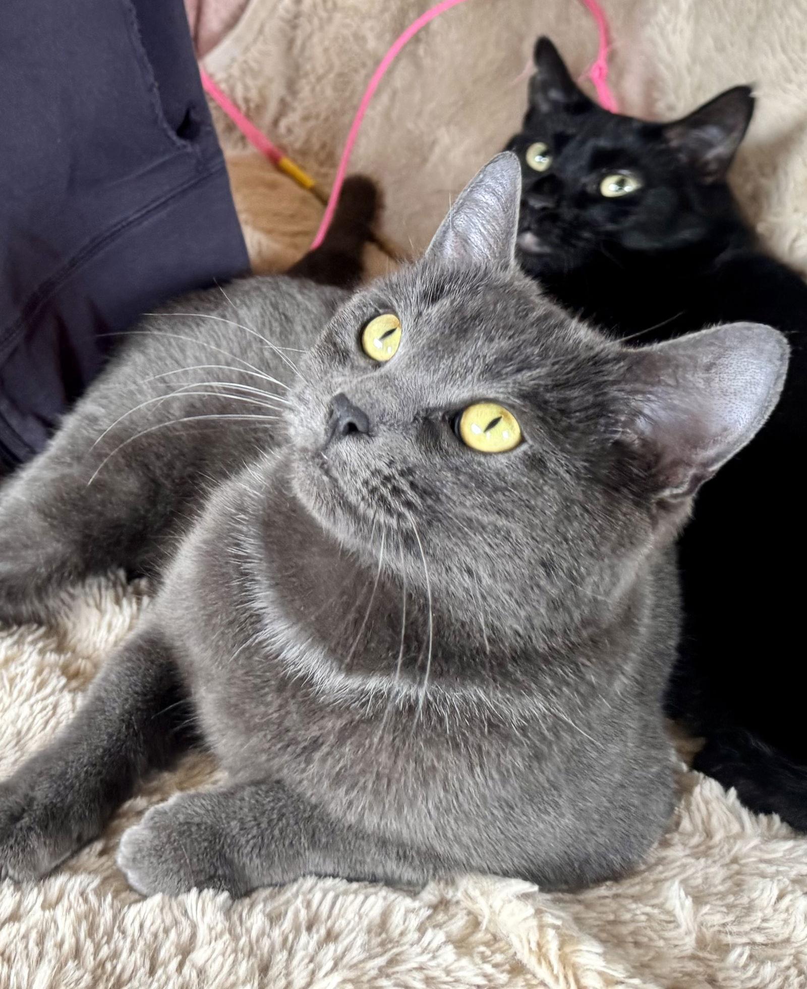 Enlarge Lily, a Adoptable mixed breed in Alameda, CA image 2/3