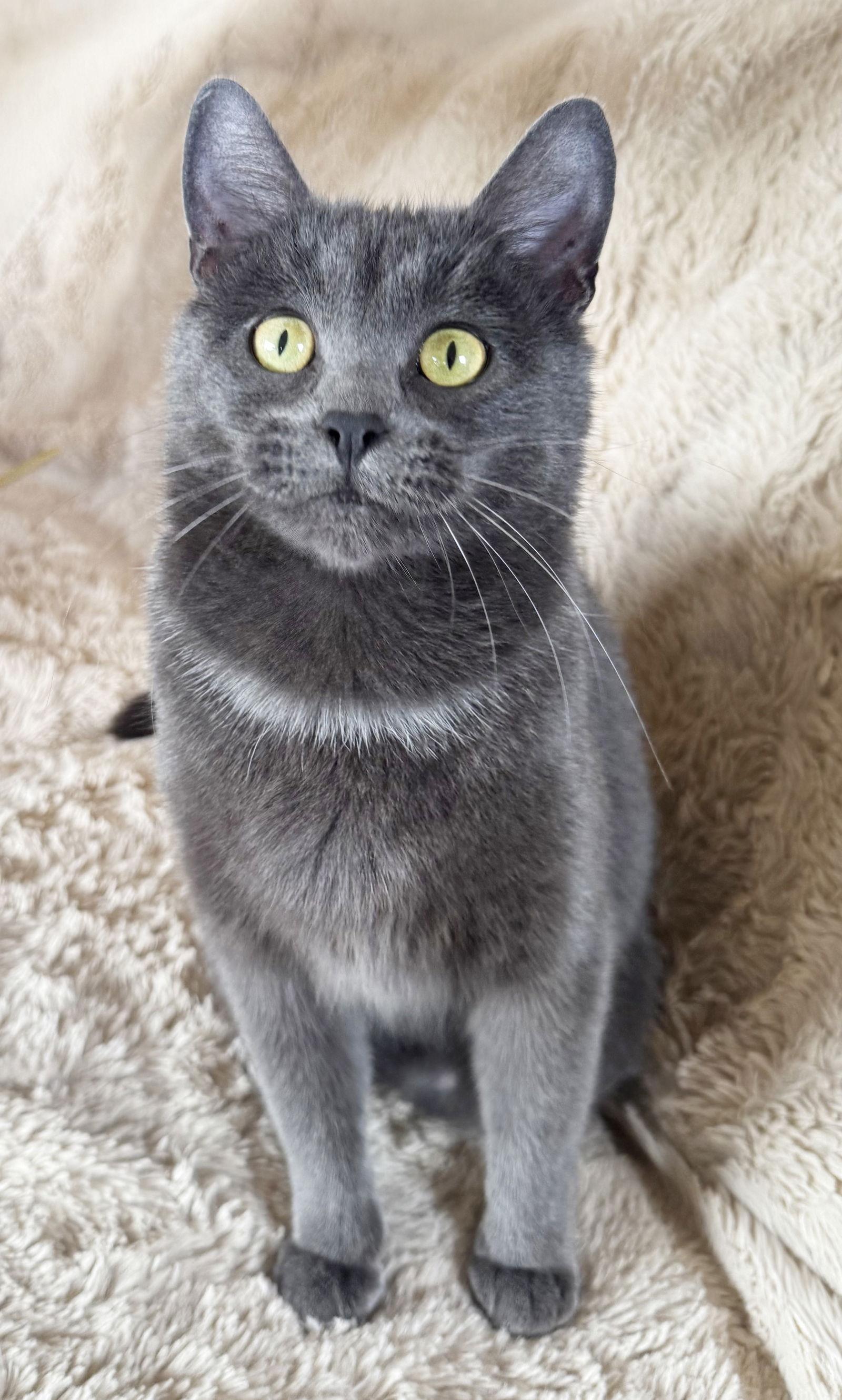 Enlarge Lily, a Adoptable mixed breed in Alameda, CA image 3/3