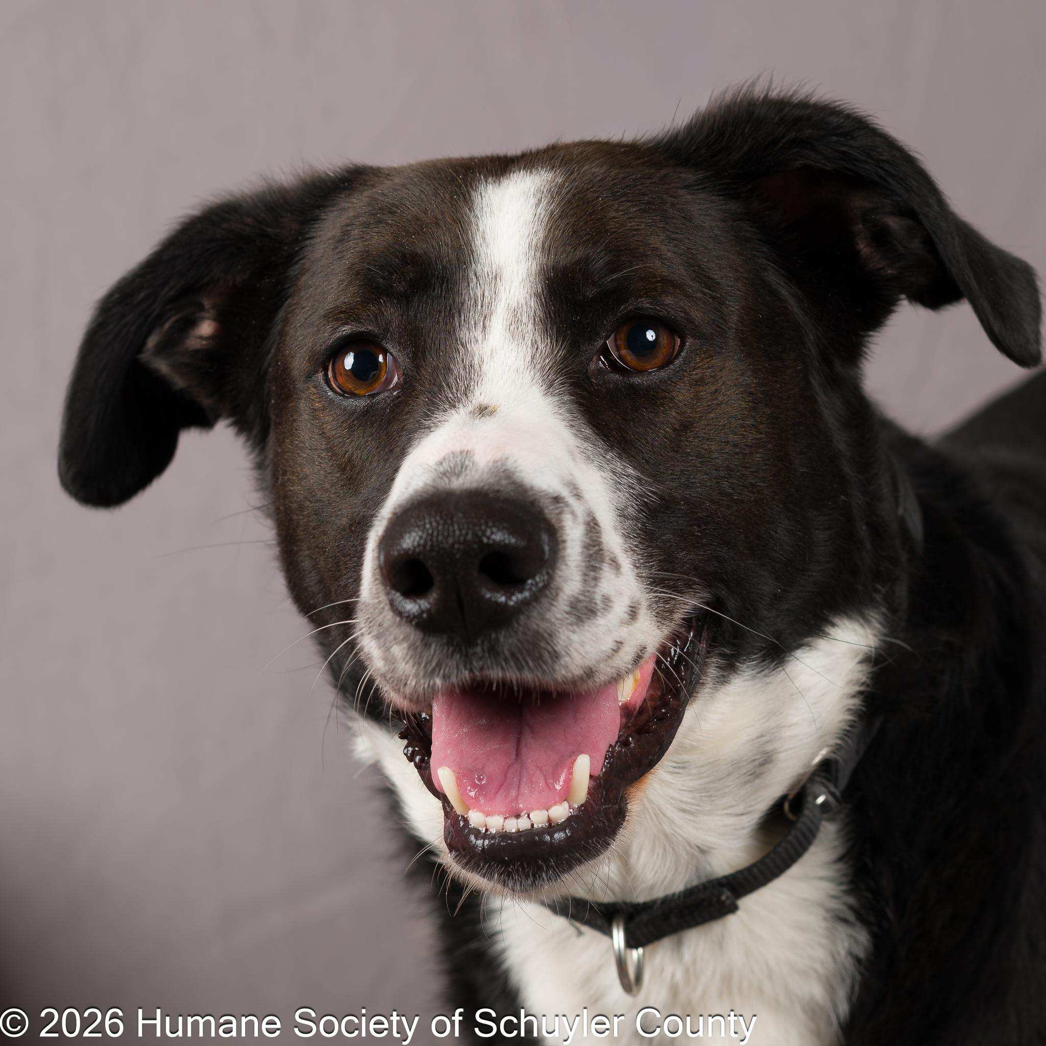 Enlarge Axel, an adopted mixed breed in Montour Falls, NY image 1/3