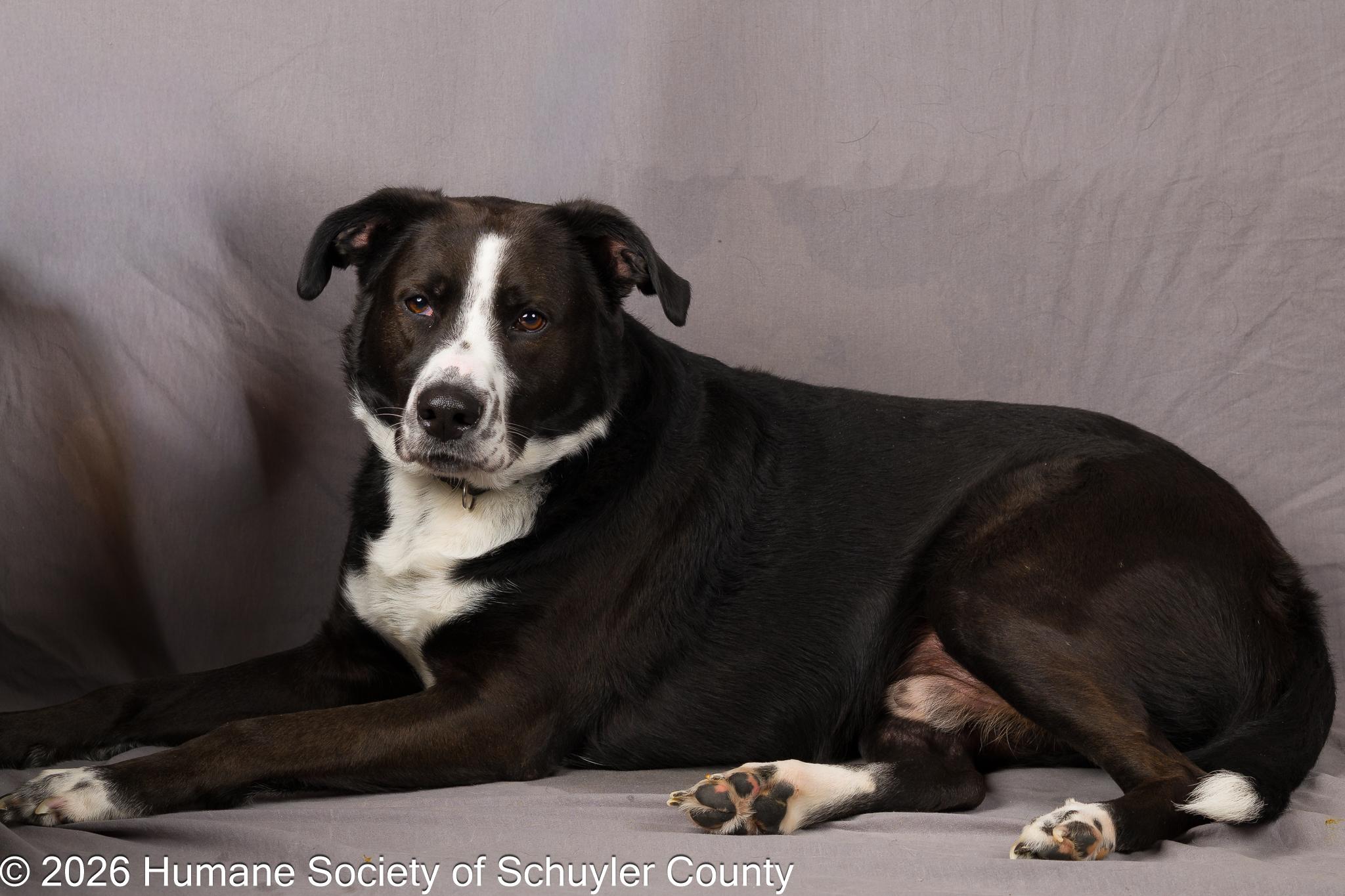 Enlarge Axel, an adopted mixed breed in Montour Falls, NY image 3/3